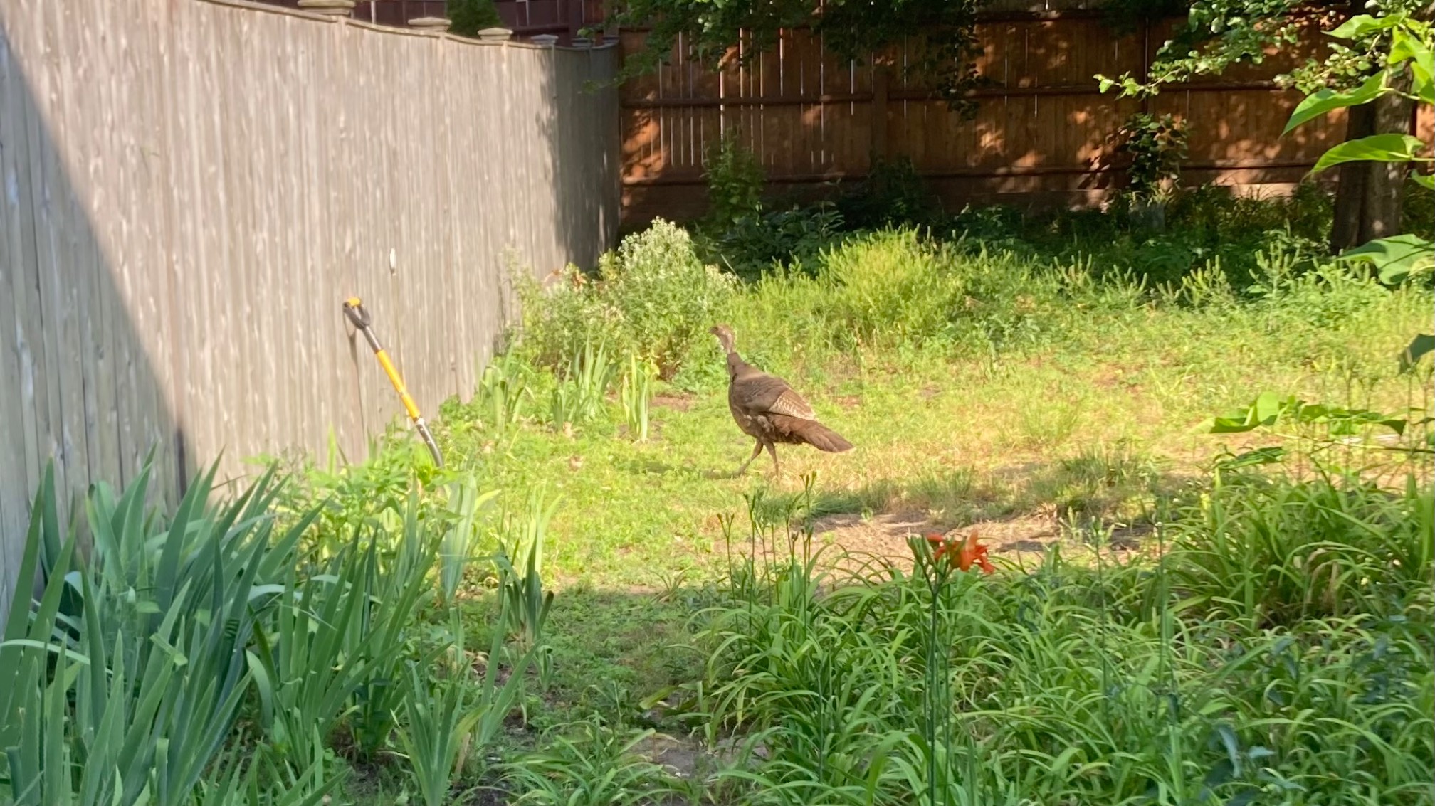 A bunch of baby turkeys and their mom have been in our yard for a few hours. They’re still they’re now! I guess there’s a lot to graze on.The babies just look like slightly thick “regular birds.” I don’t think I could tell that they were babies or turkeys in isolation.