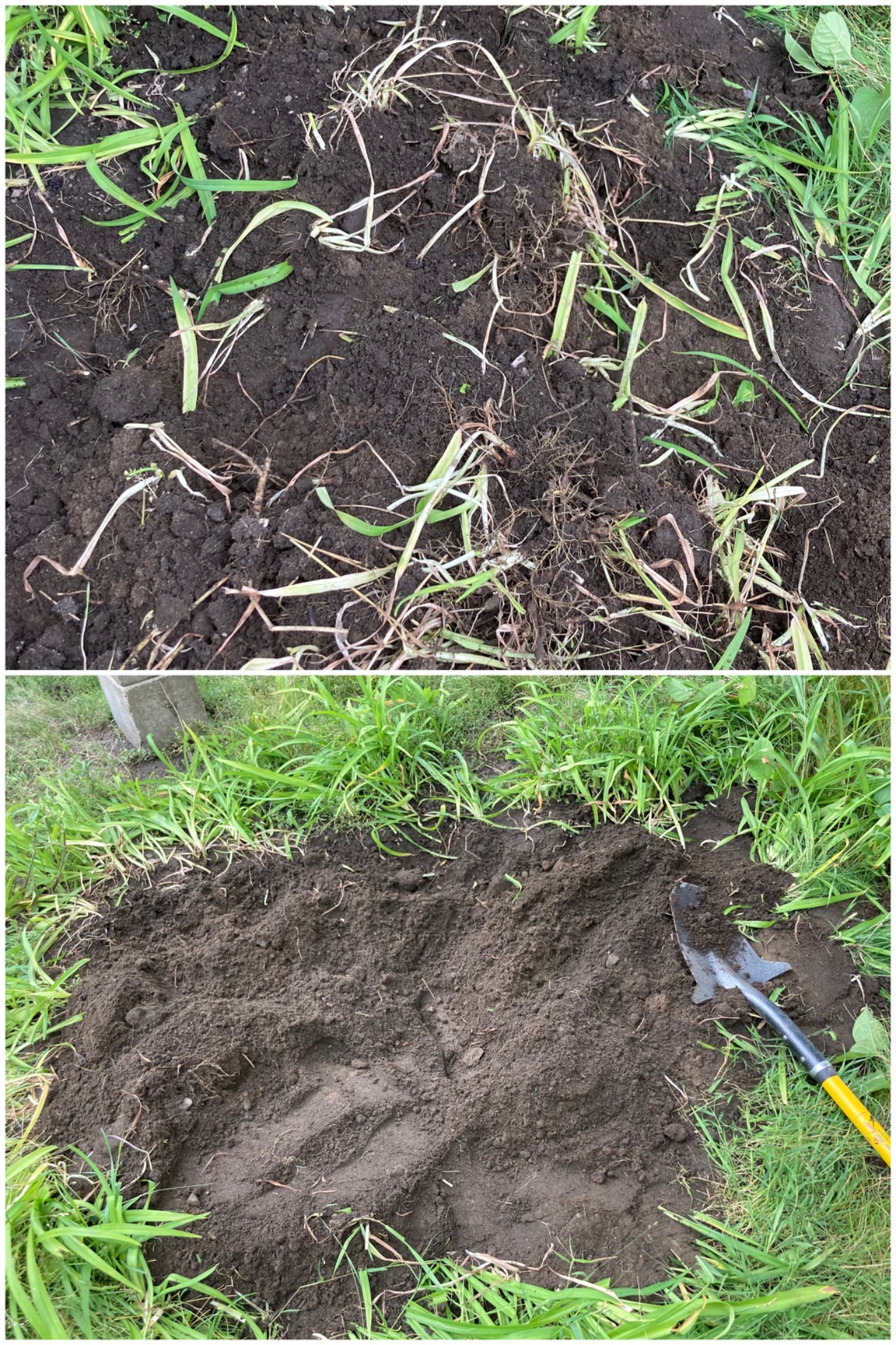 I dug up the half-dead nutsedge that was under Crushhenge I. The roots are tough, but they don’t for
