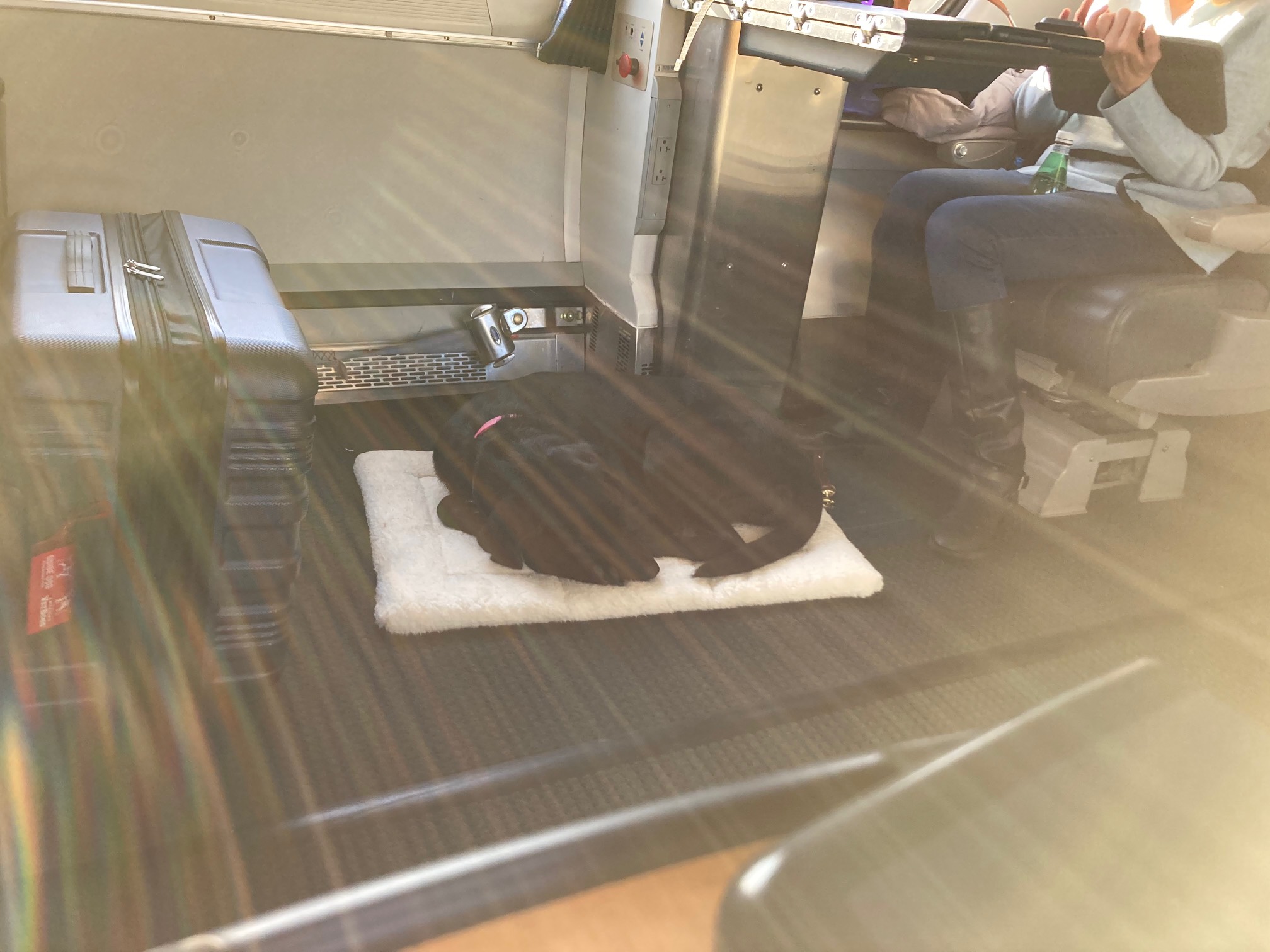 Train dog