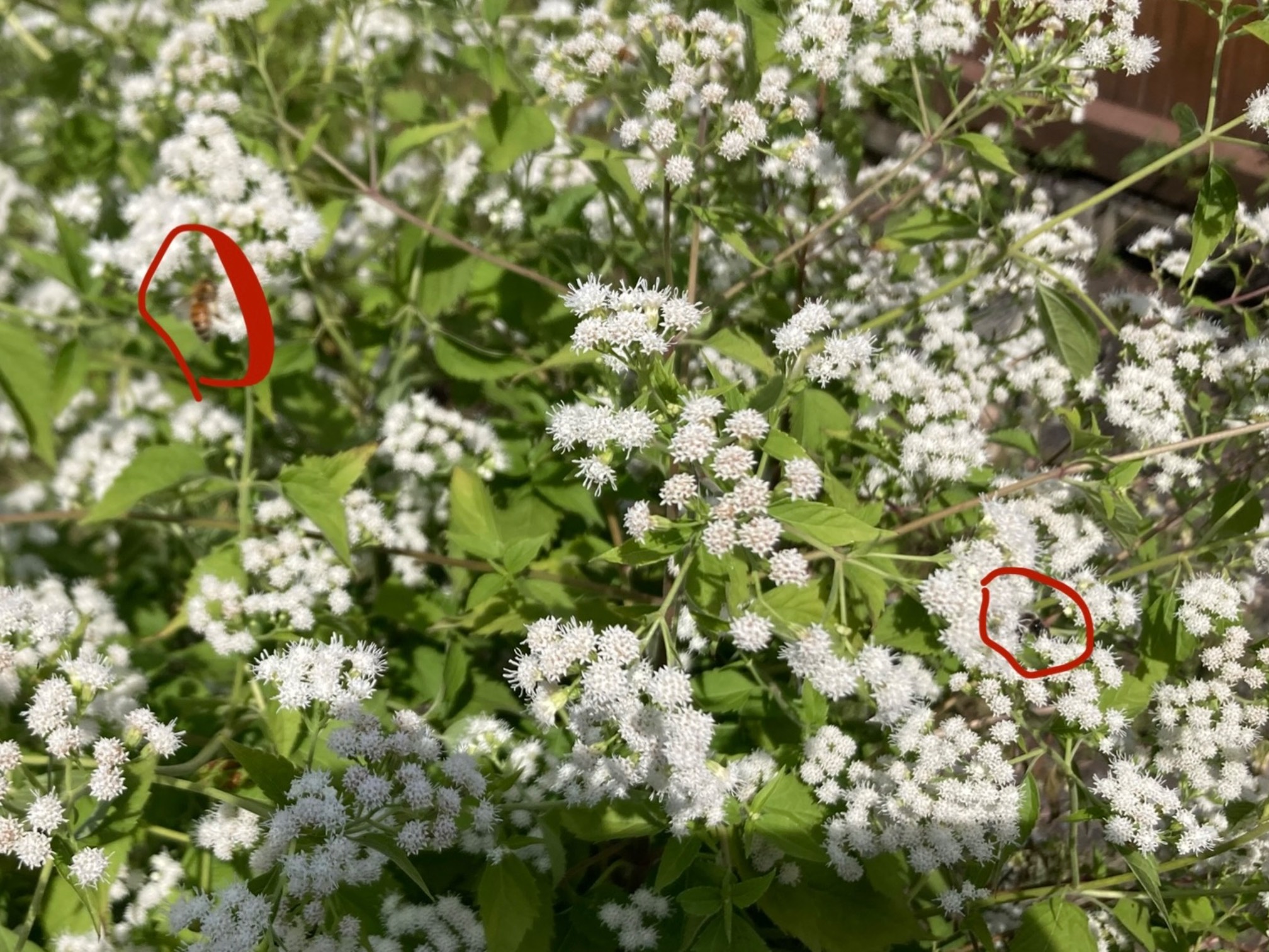 White flowers on green plants with a yellow bee and a white bee