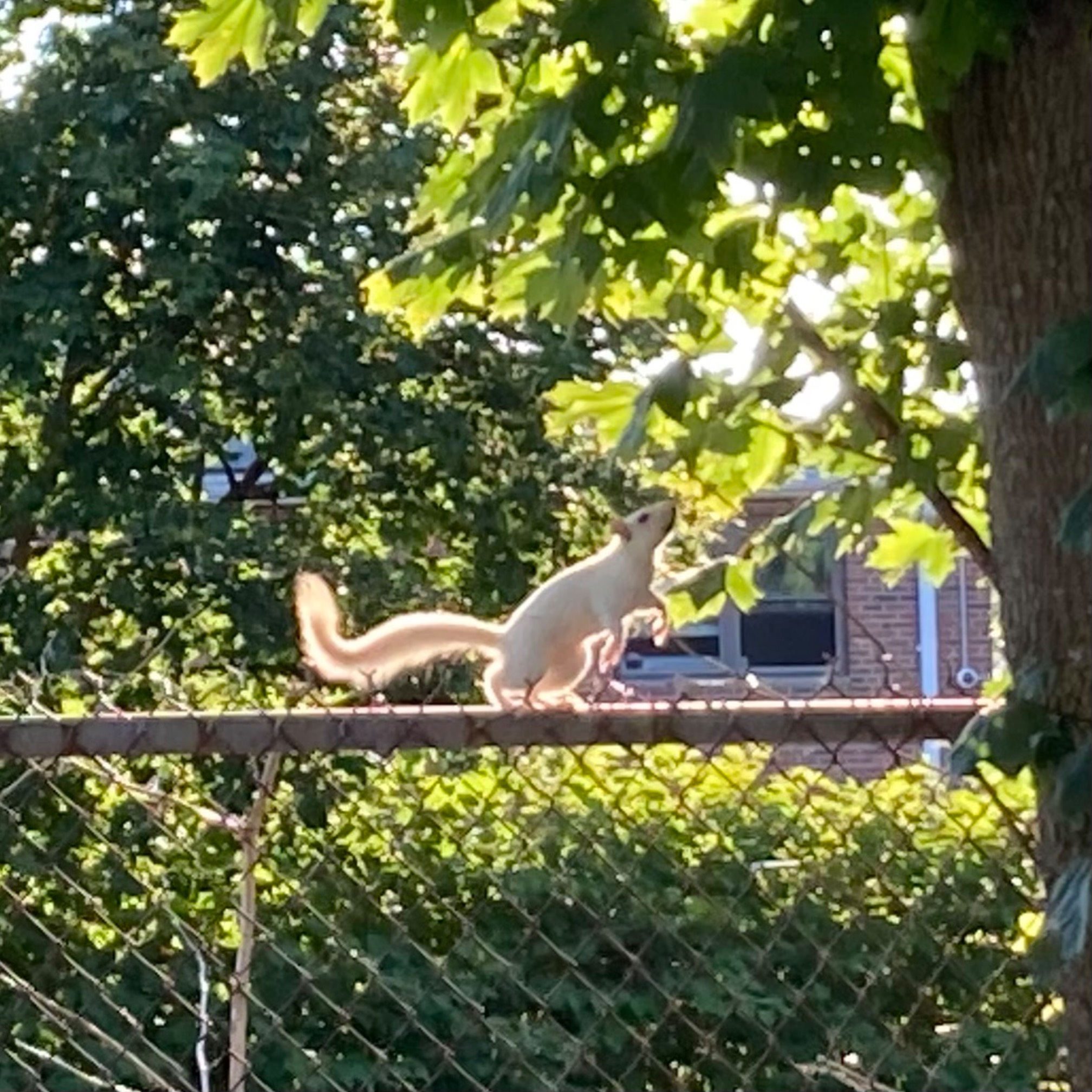 White squirrel on hind legs