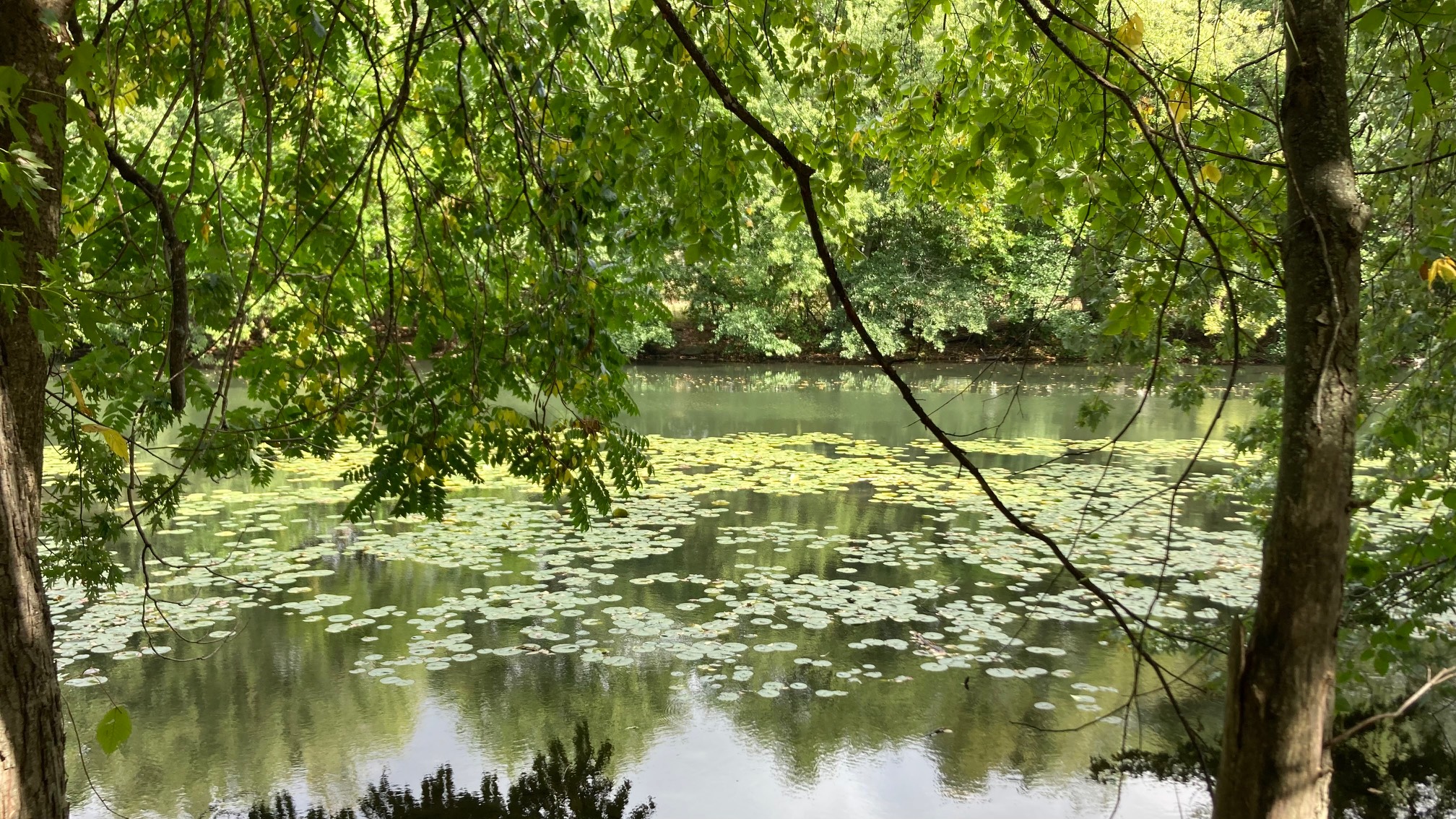 Lily pads in river, some in tree shadow