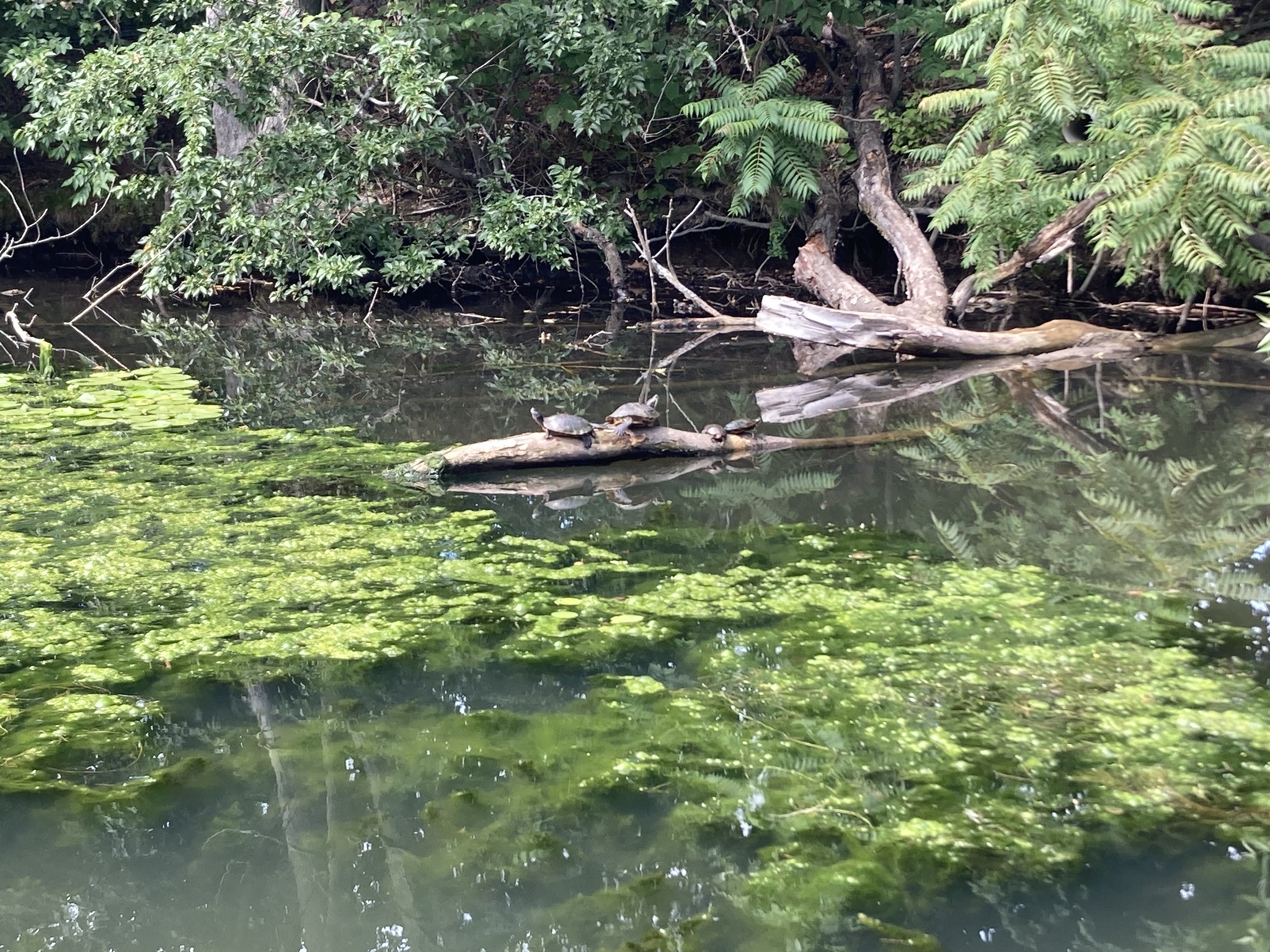 Turtles on log and algae in water