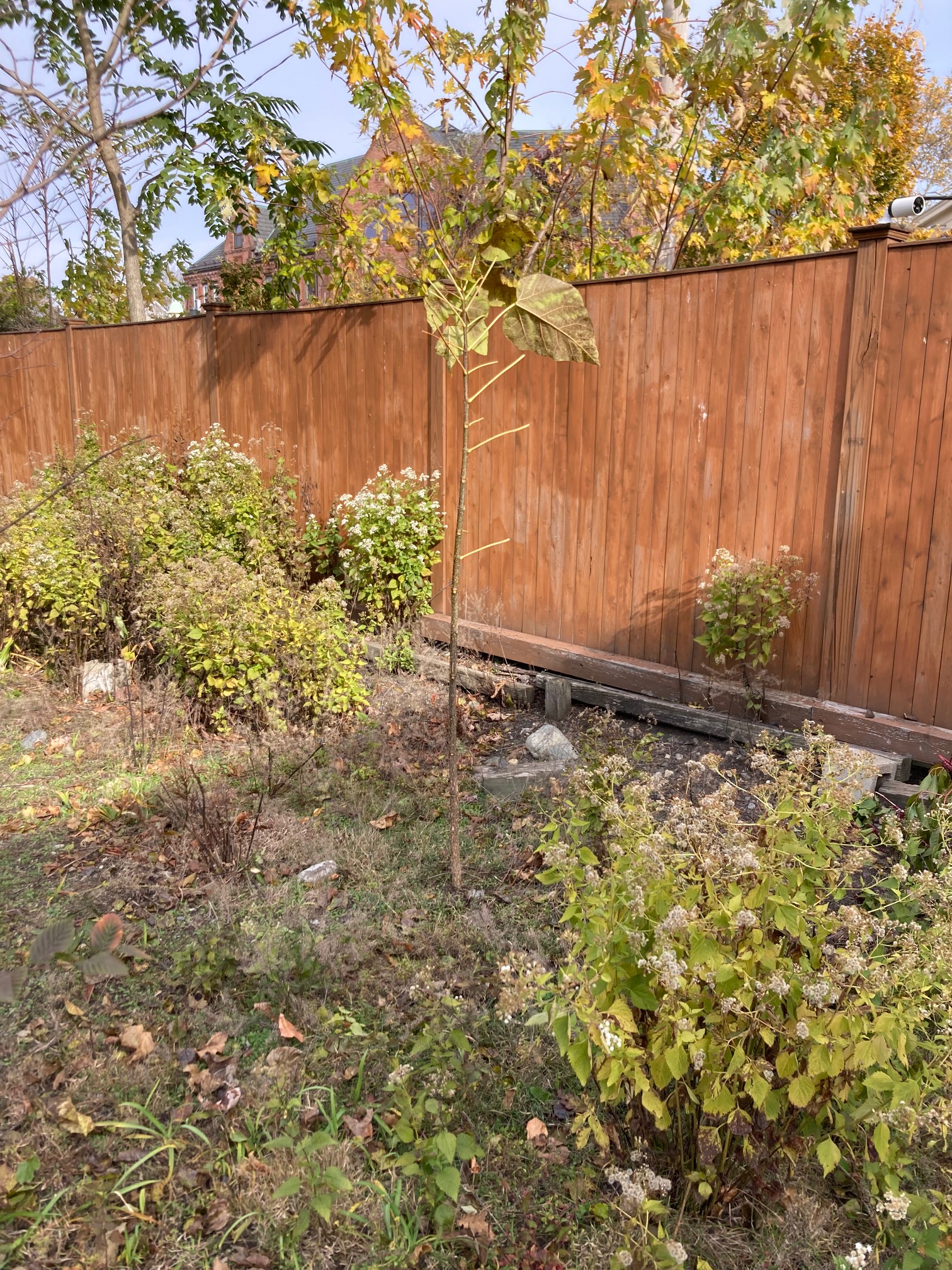 Branch planted in ground