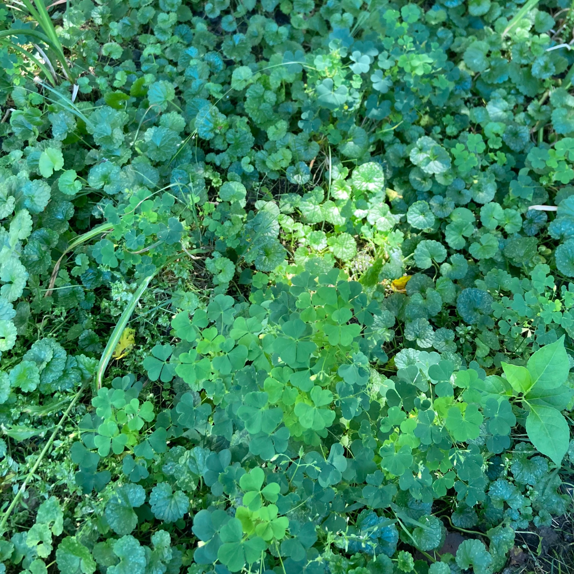 Wood sorrel leaves