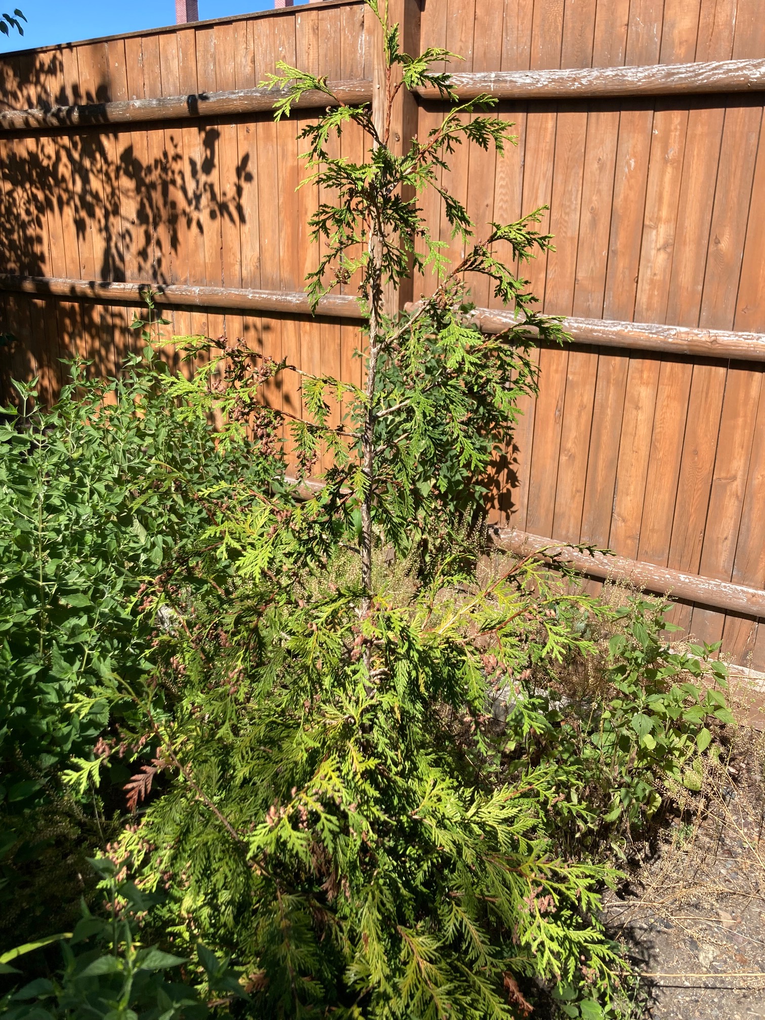 Evergreen tree near fence