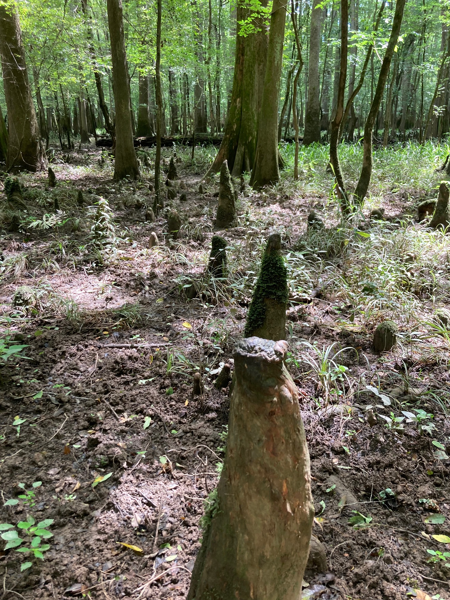 Nature’s Mortal Kombat spike pit