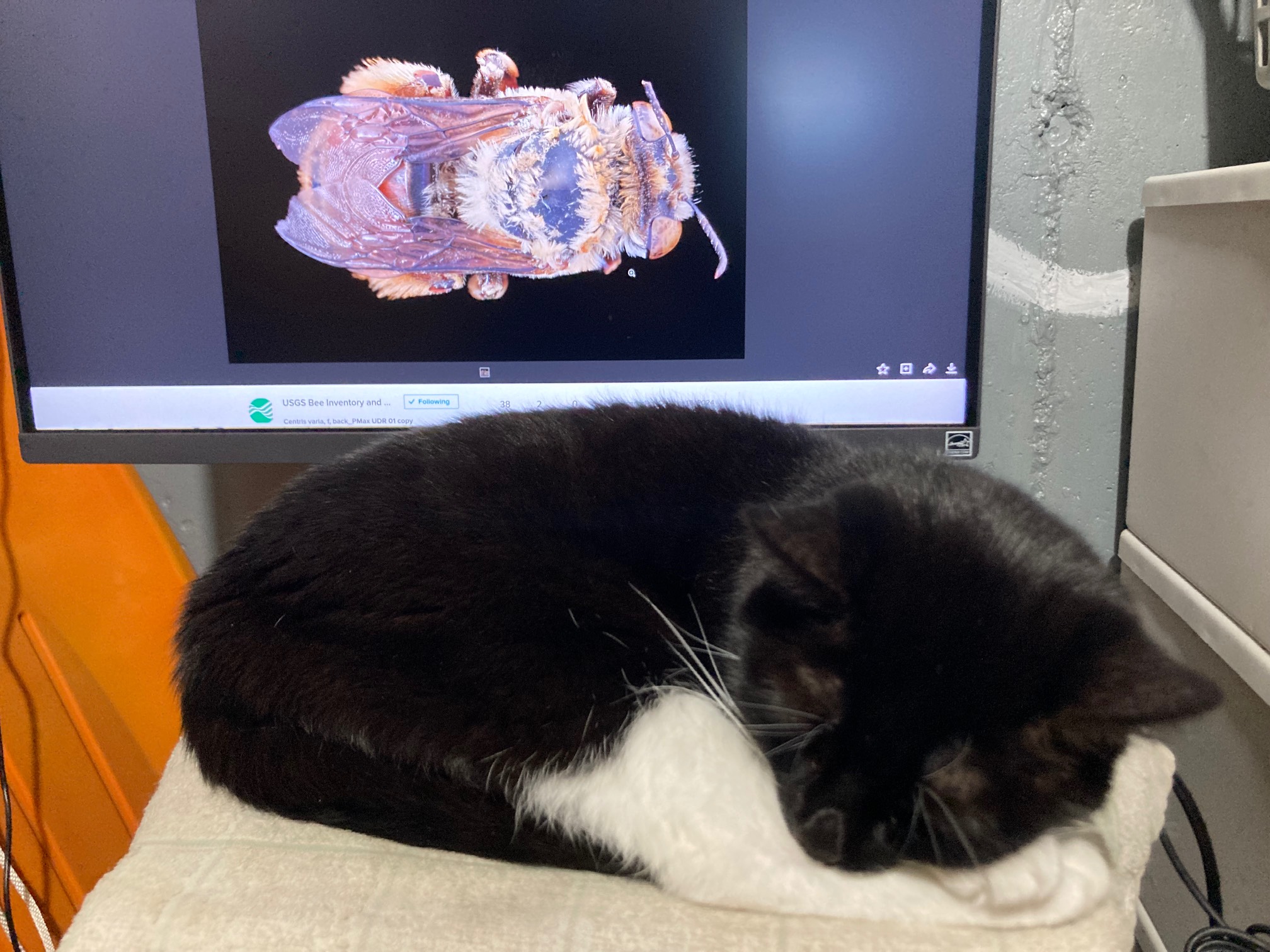 Fuzzy bee on a monitor next to a cat sleeping IRL