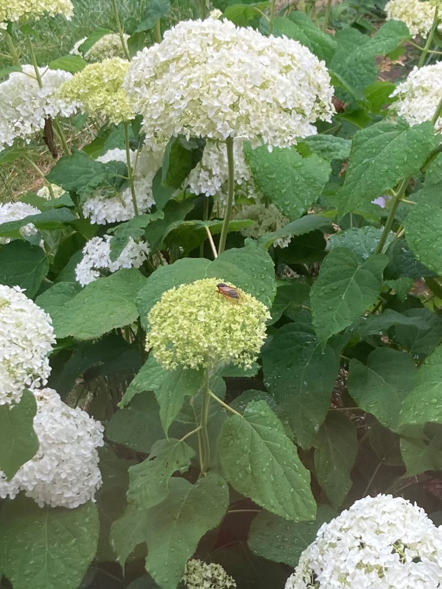 Cicadas are loud.
