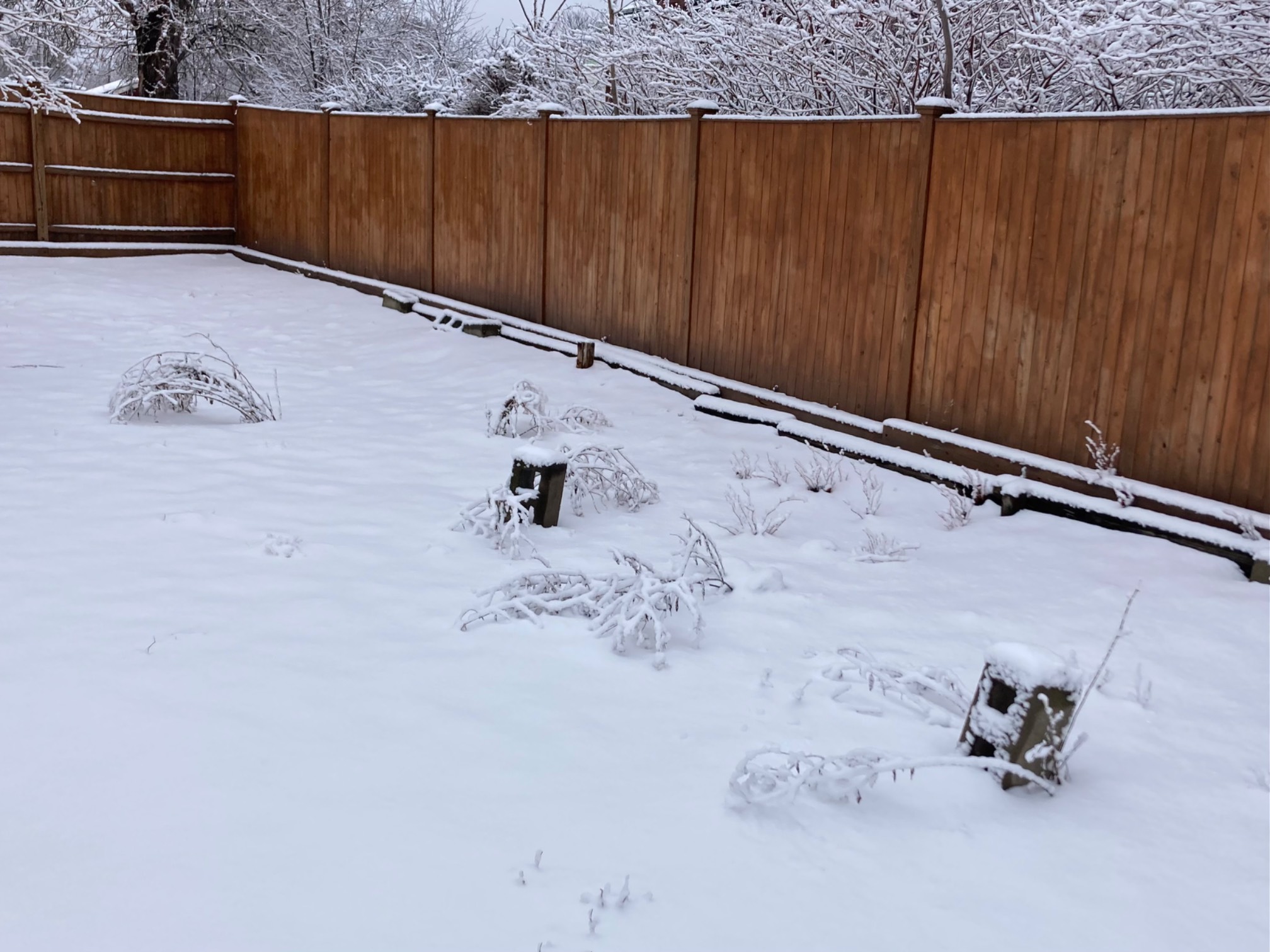 I think this is just winter, but these plants look like they’ve been killed good.