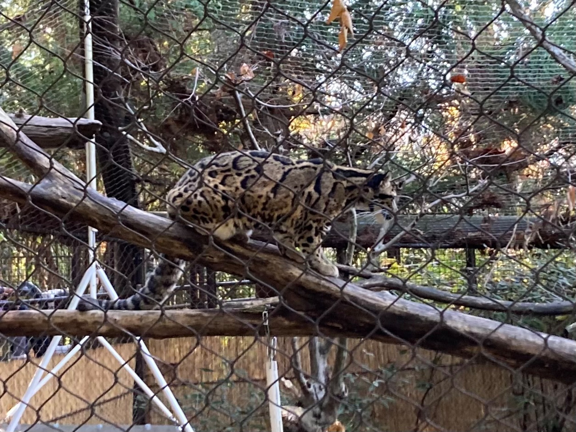 I guess this leopard has been declared Clouded?