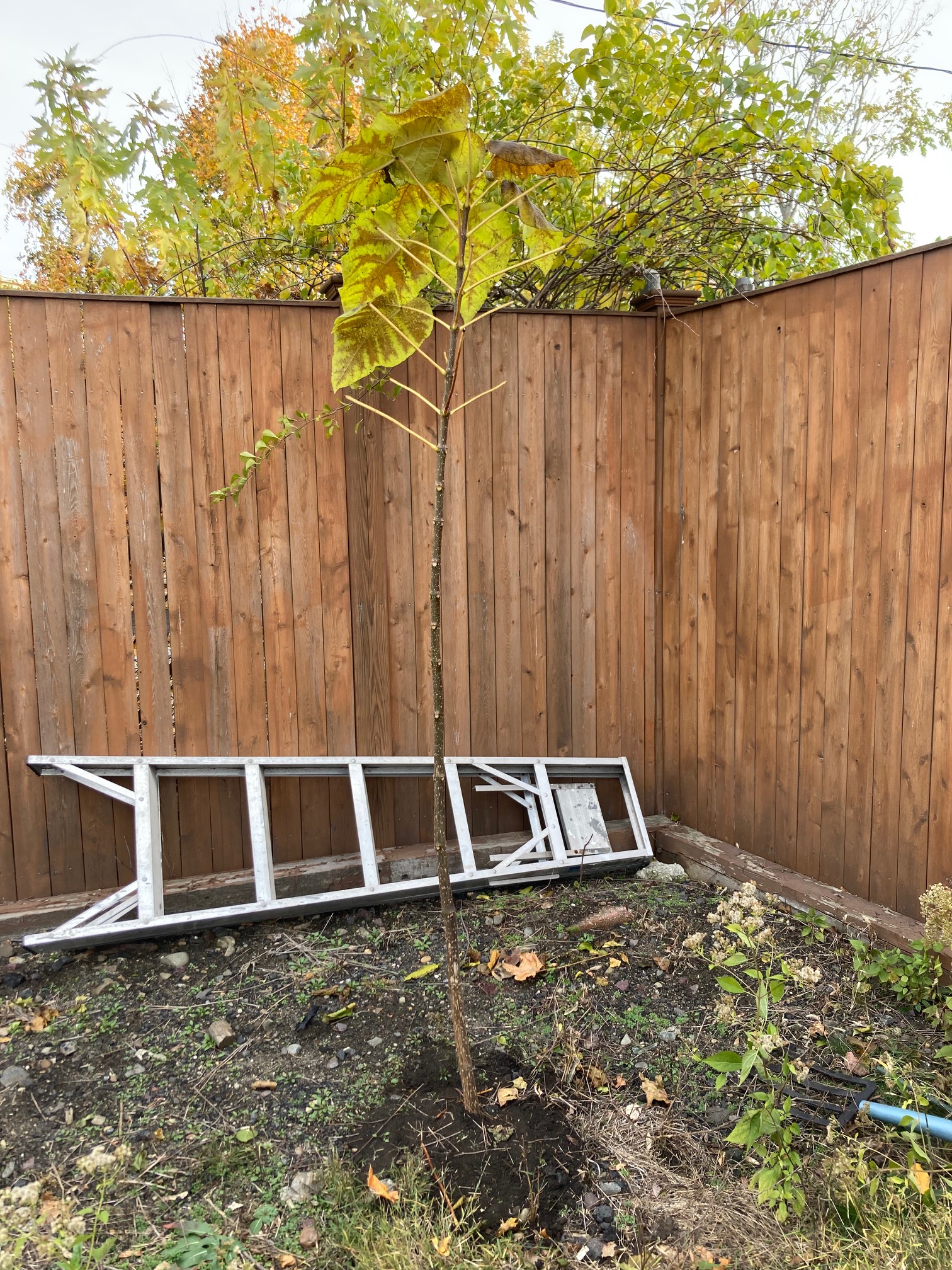 Branch planted in ground