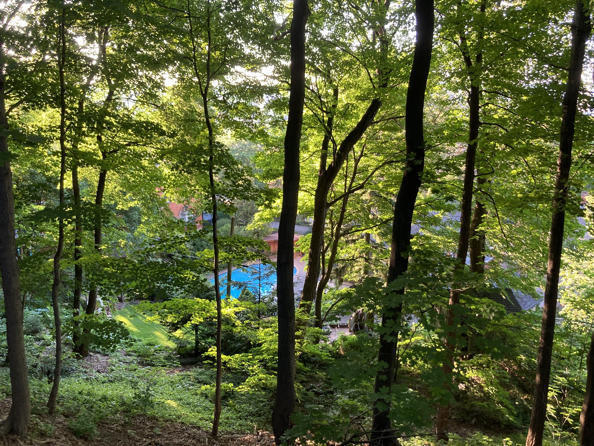 Woods around a pool