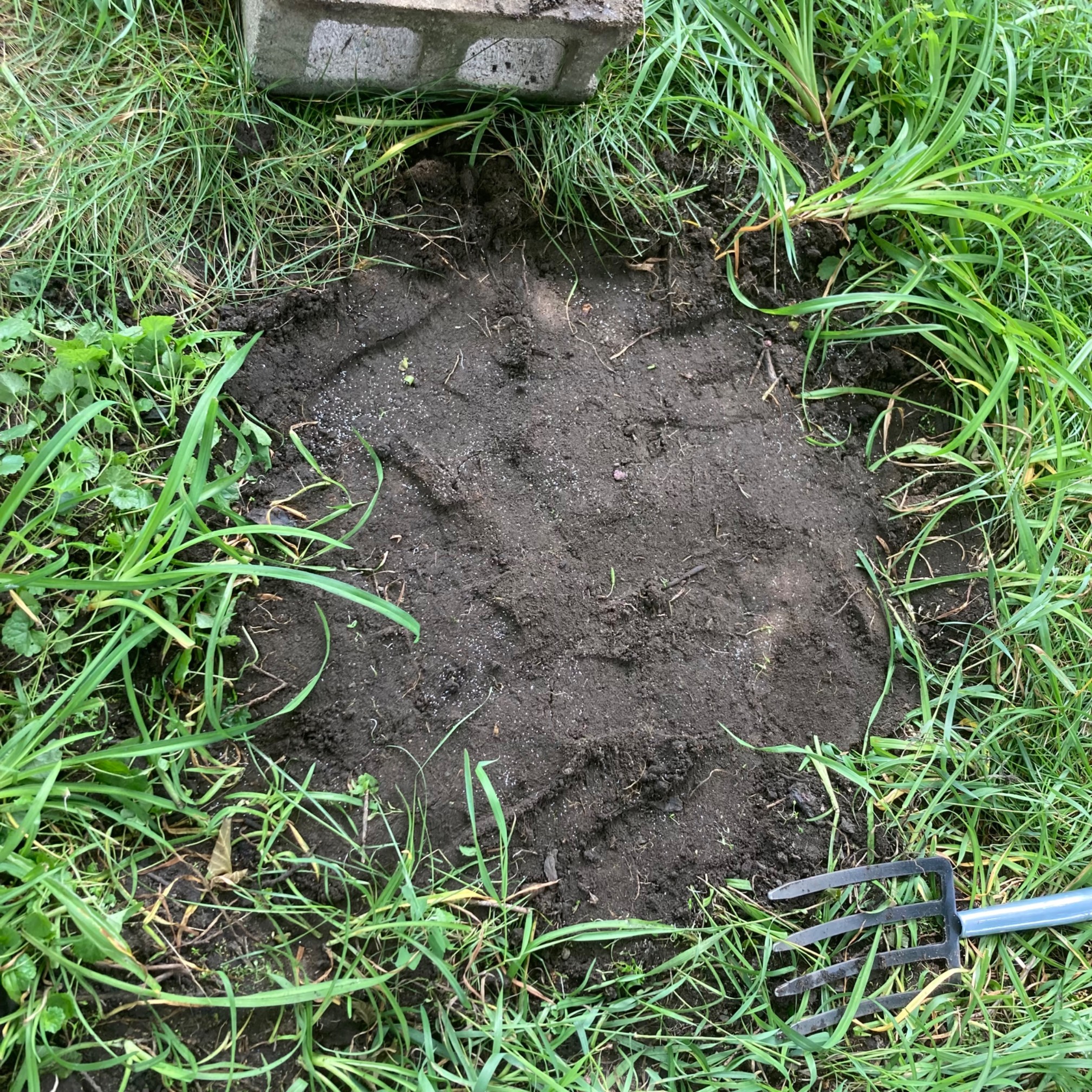 We cleared another ~10 sq. ft. of nutsedge and planted clover. Godspeed clover. A hell of a lot of b
