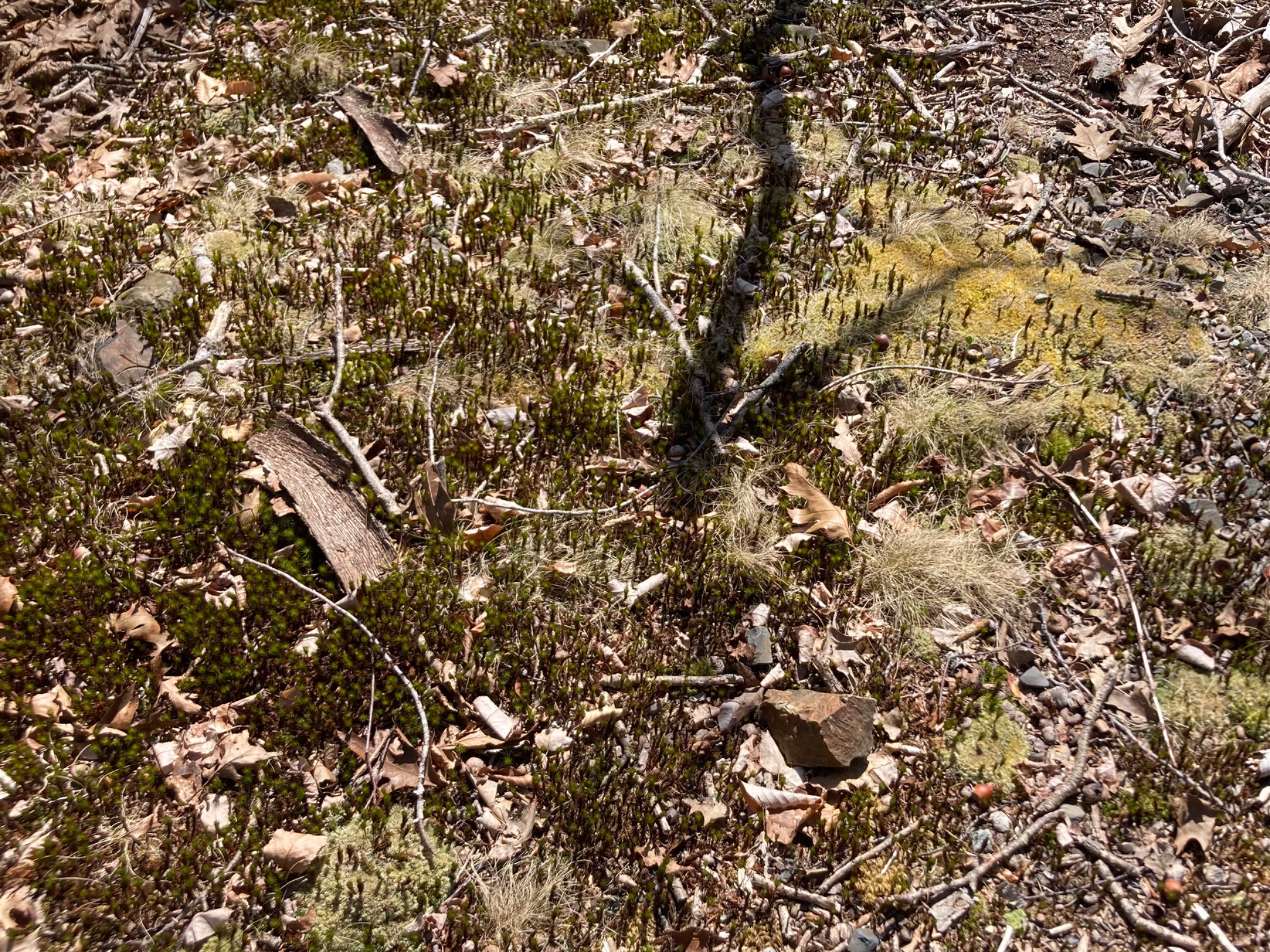 Tall moss that look like little trees