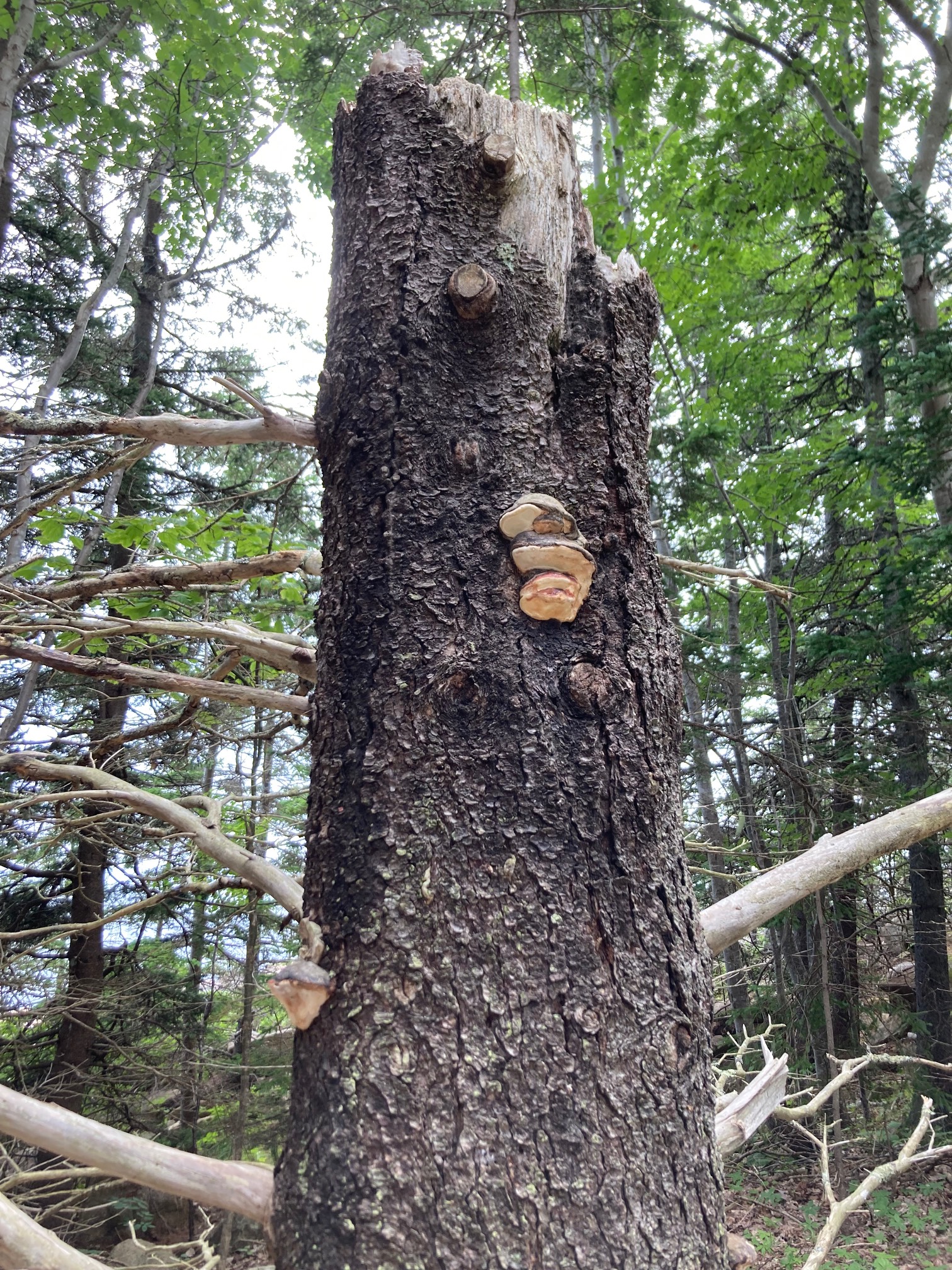 Tree with fungus and nubs sort of resembling a face