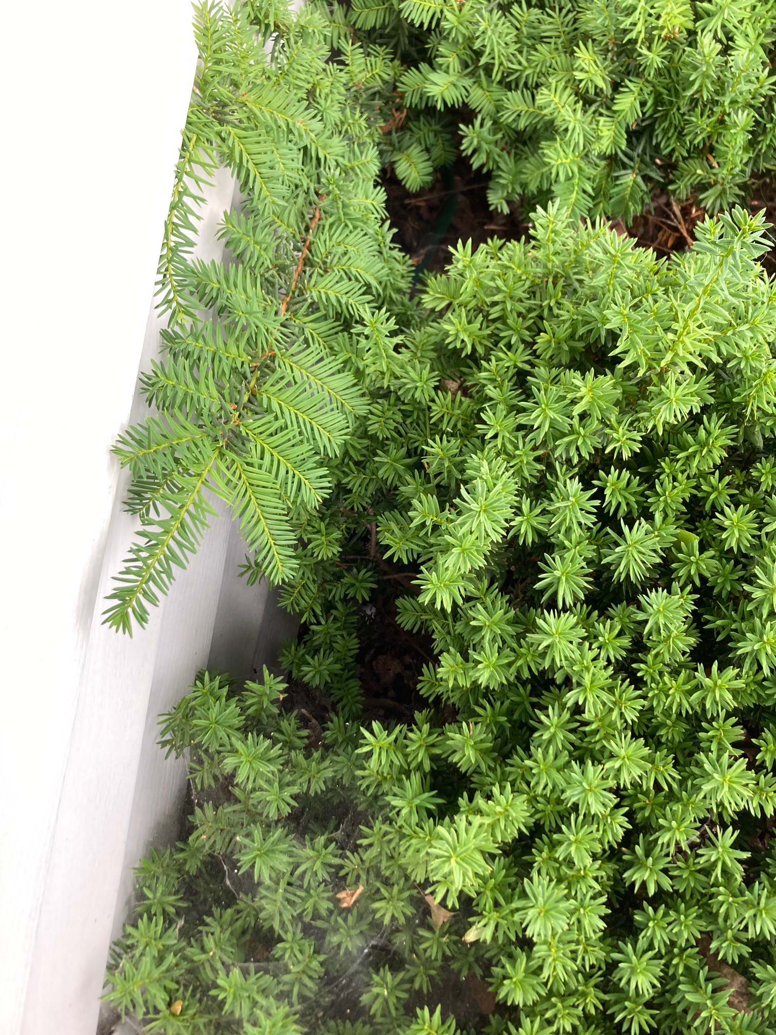 Bushes 