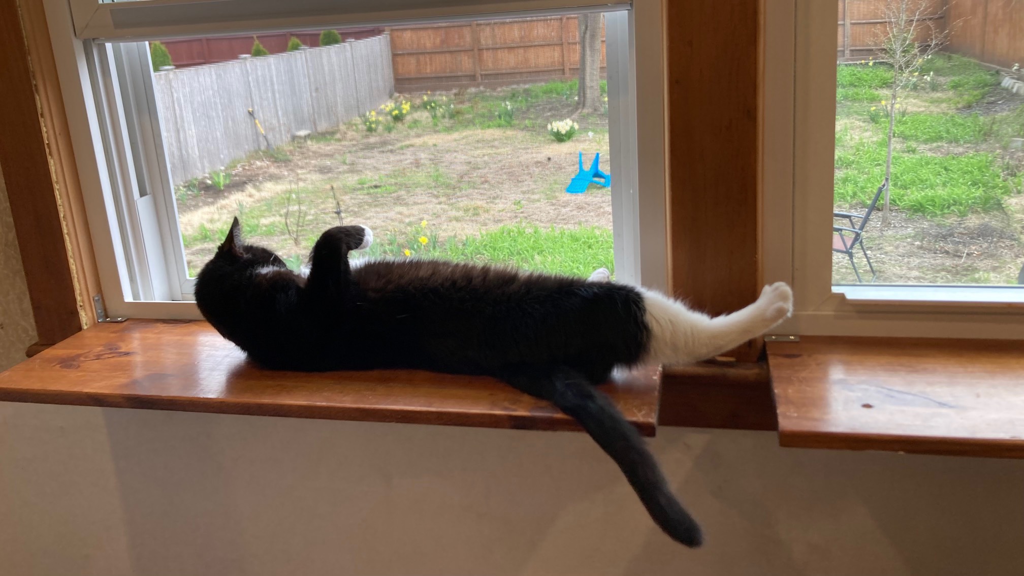 Cat lying on back on shelf extending from window