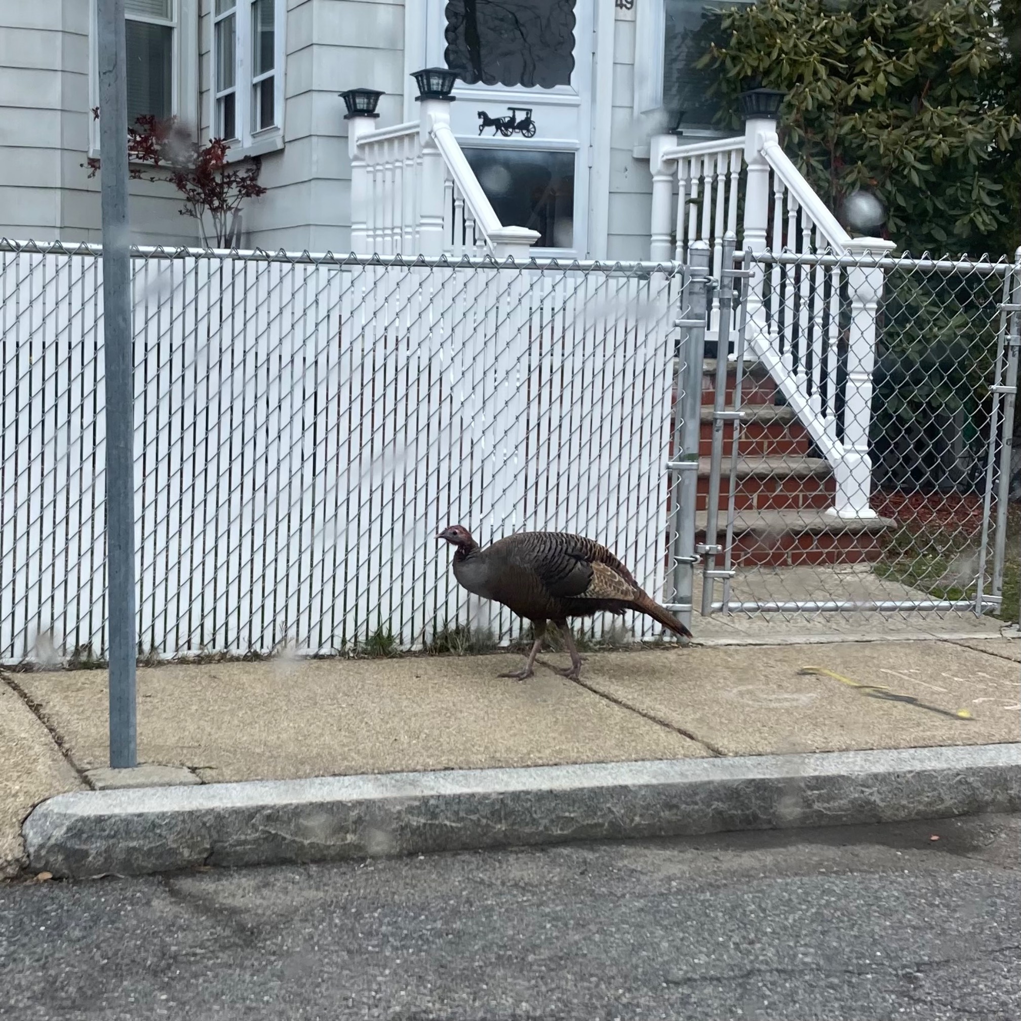 Today on the random encounter table: turkey!