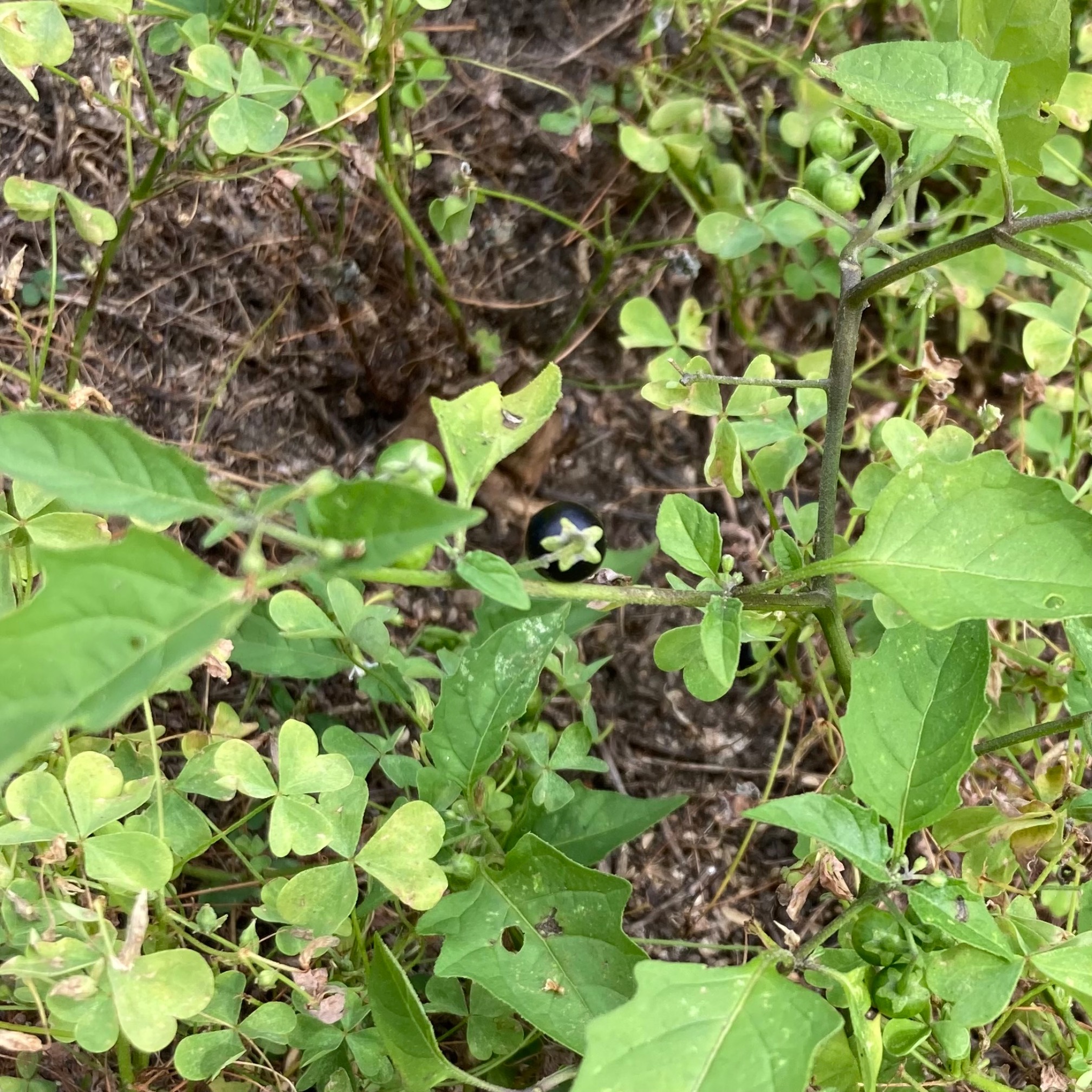 Berry on plant