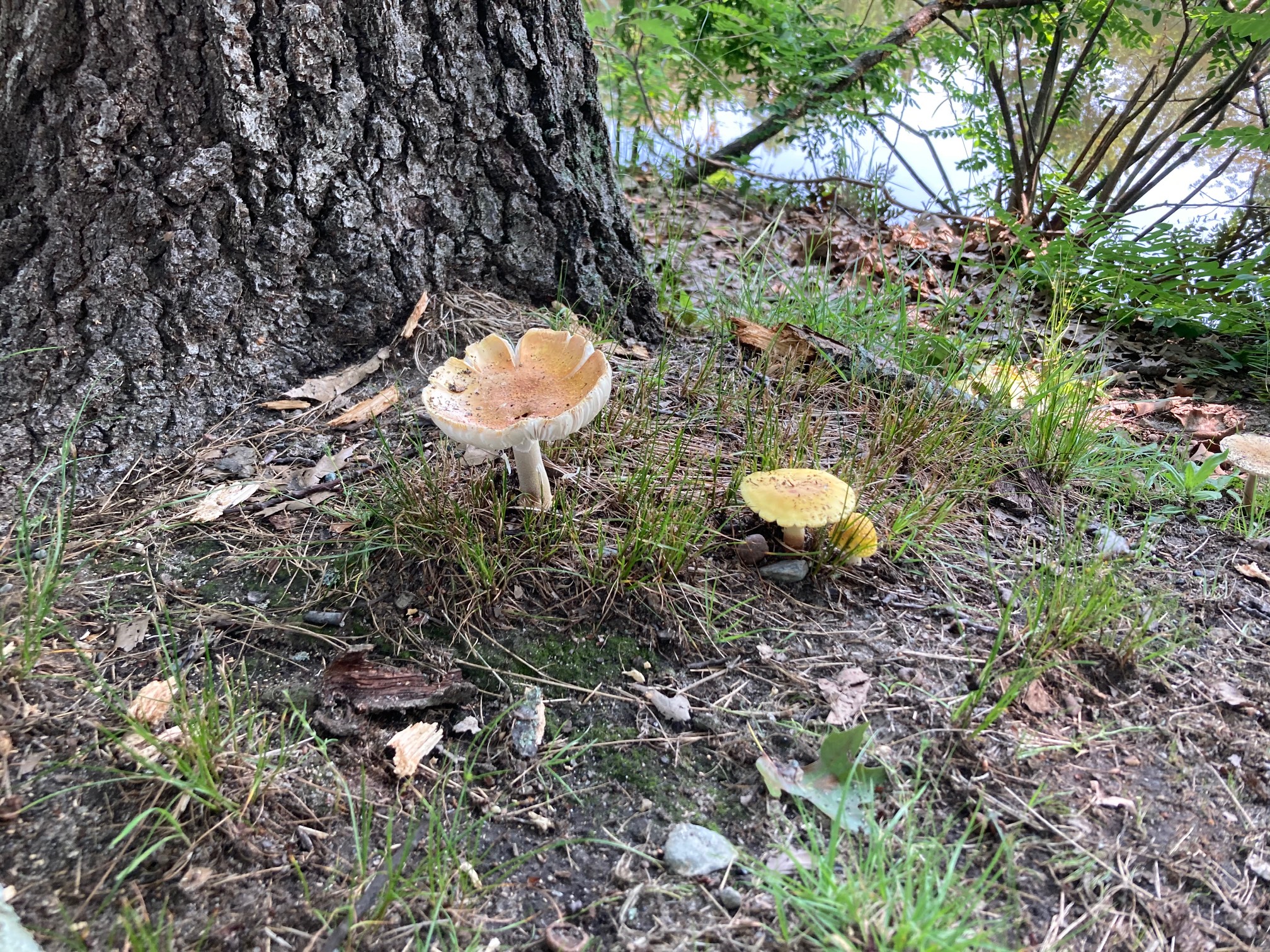 The handy satellite dish mushroom