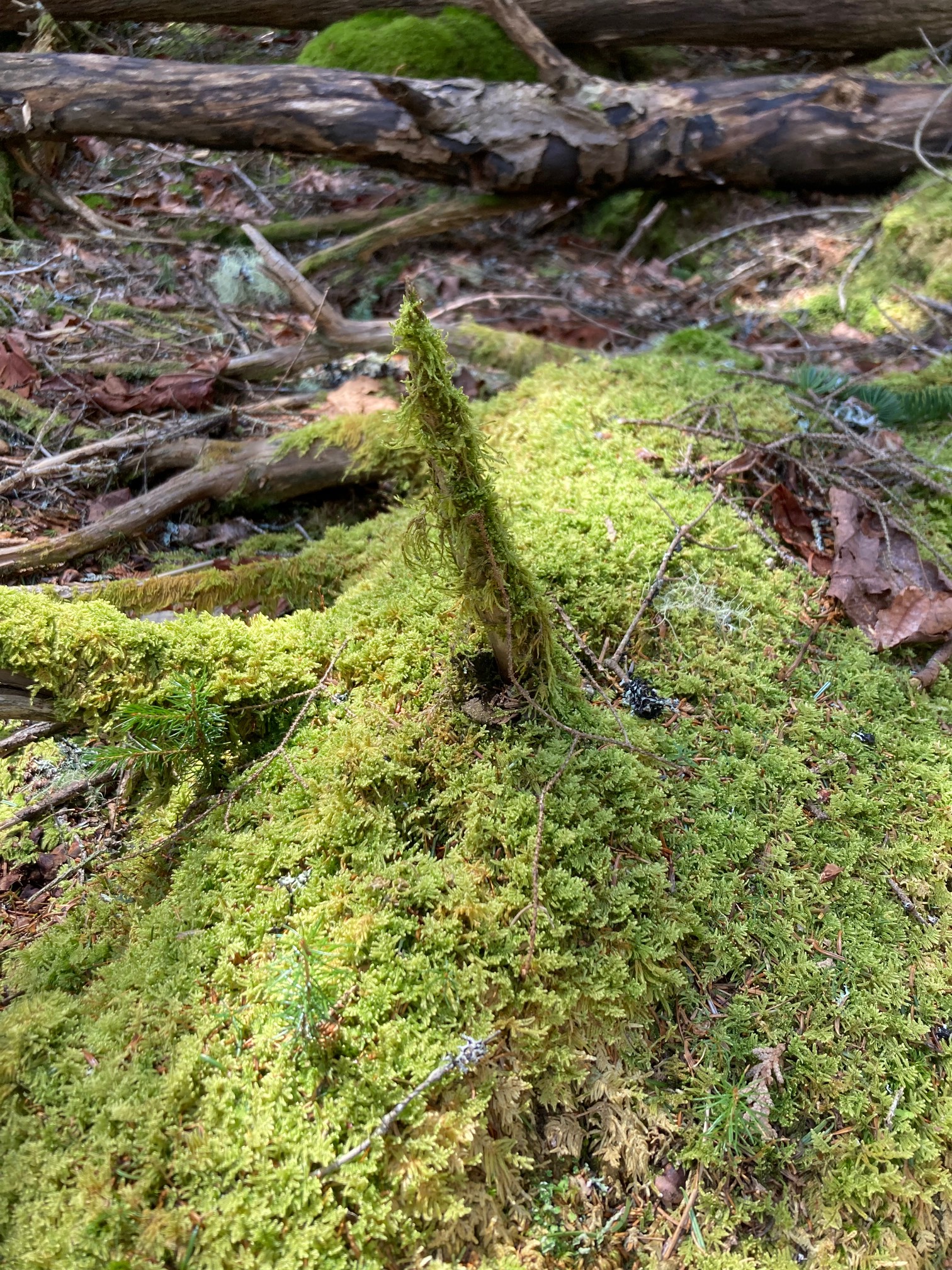 Mossy spikes
