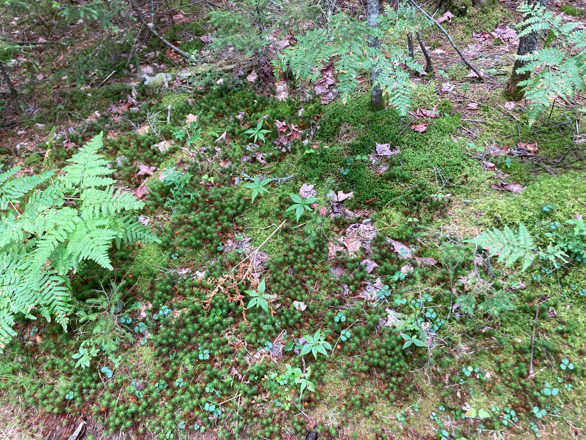Ferns and tree-like mosses