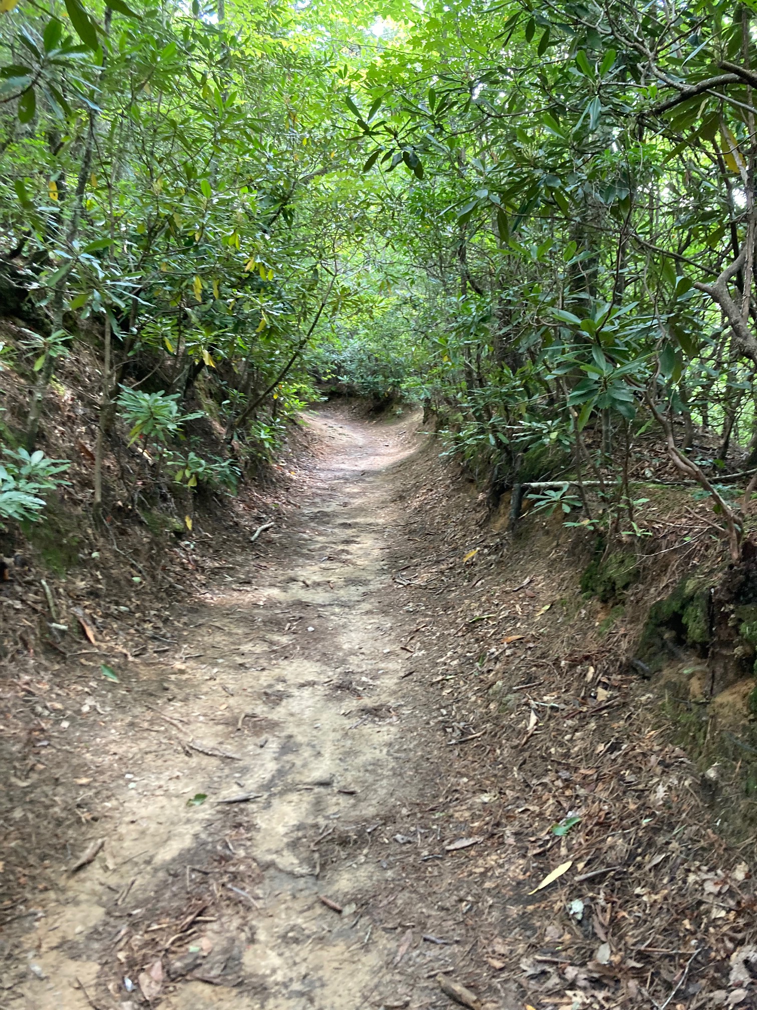 I’m a fan of these shady tree tunnel trails.