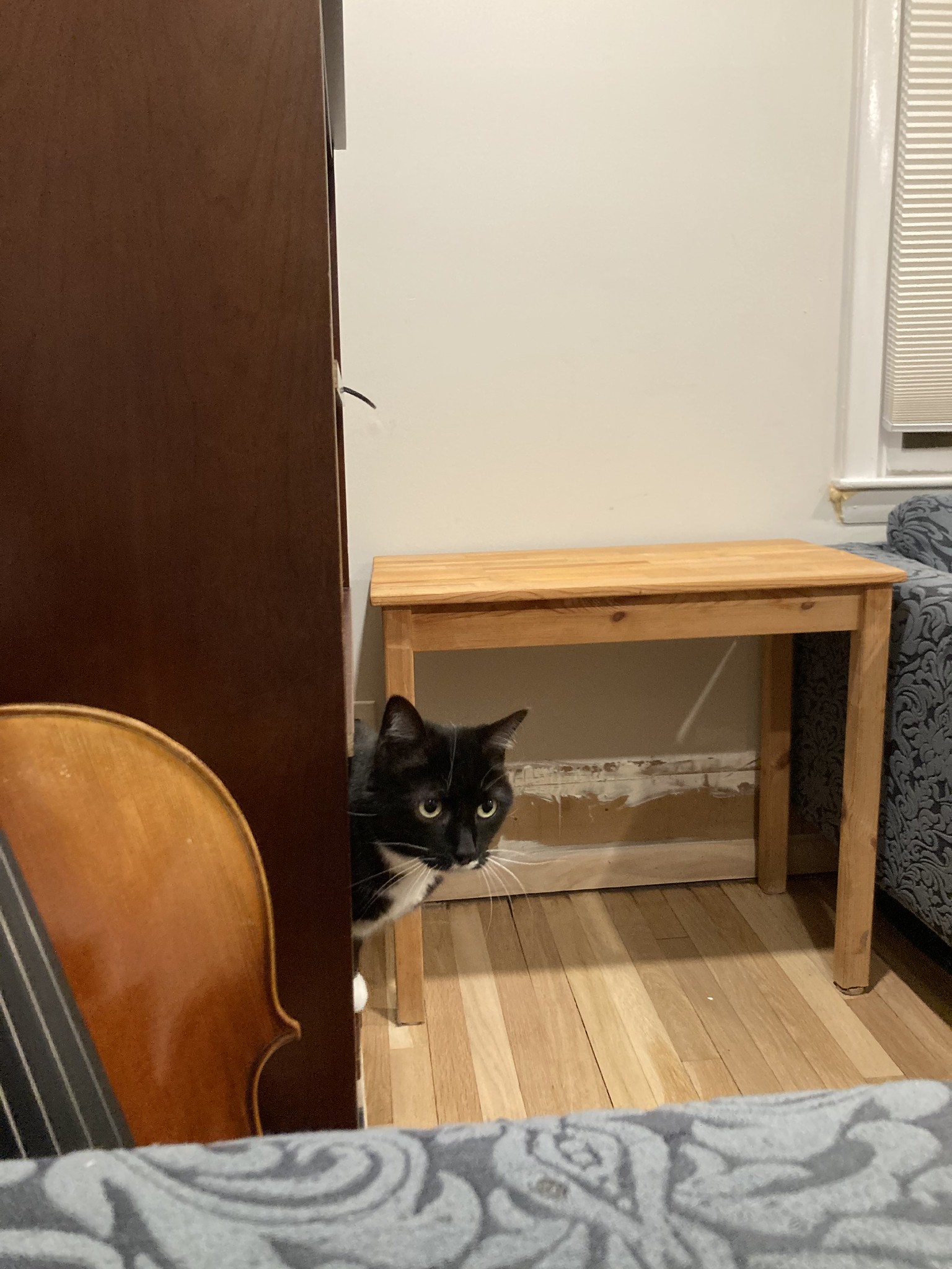 Cat looking out from bookshelve