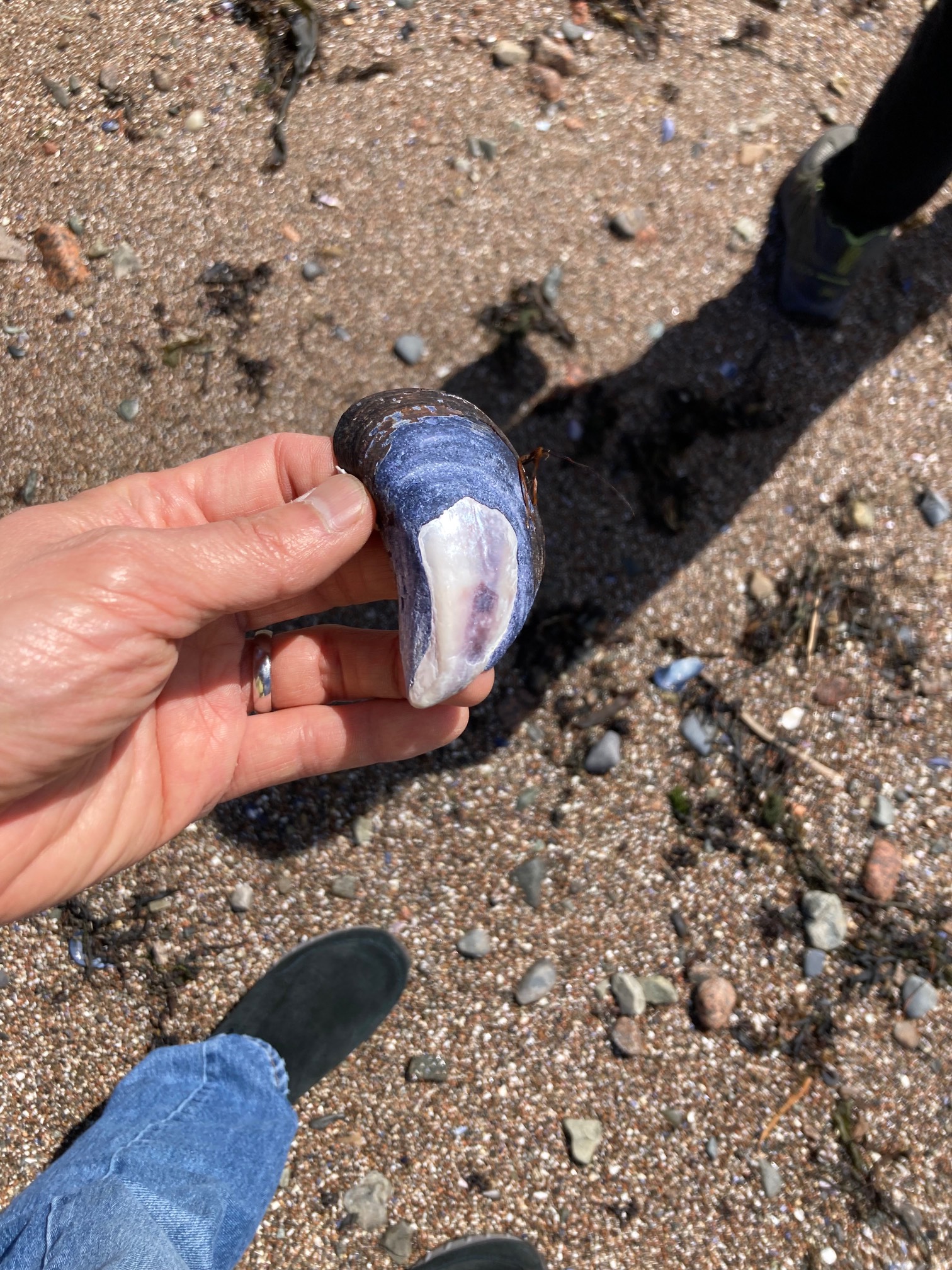Blue, white, and purple shell