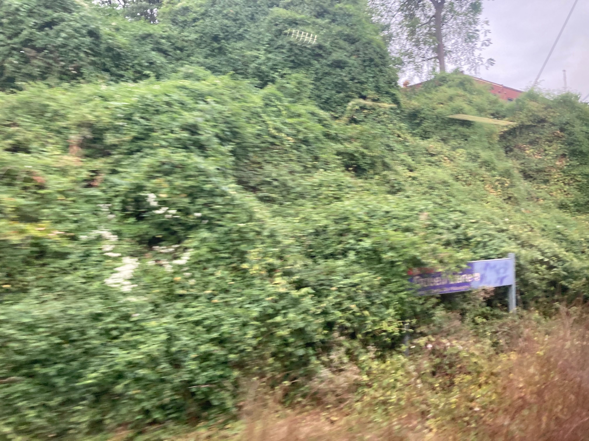 Vines growing over trees