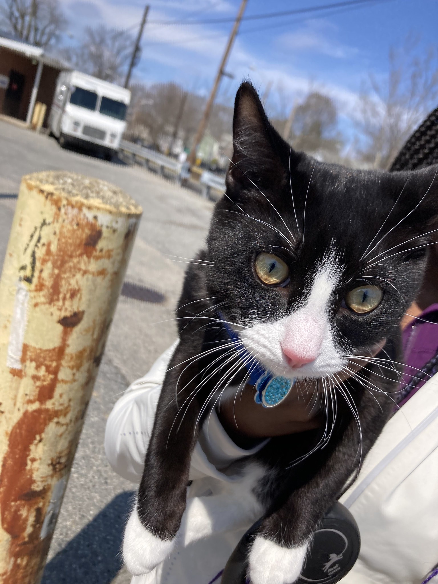 Cat with leash in owner's arm