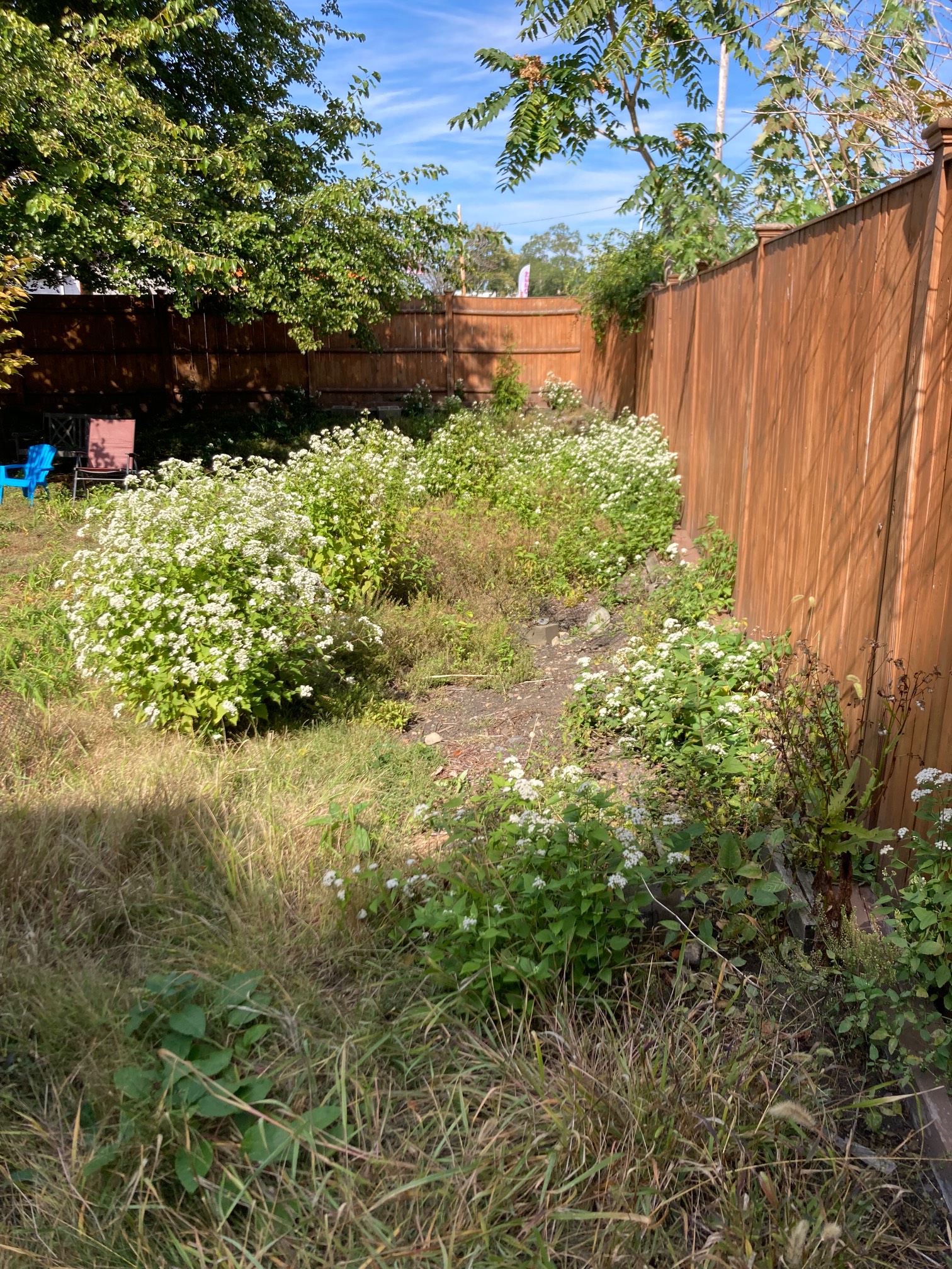 Snakeroot plants in fenced yard