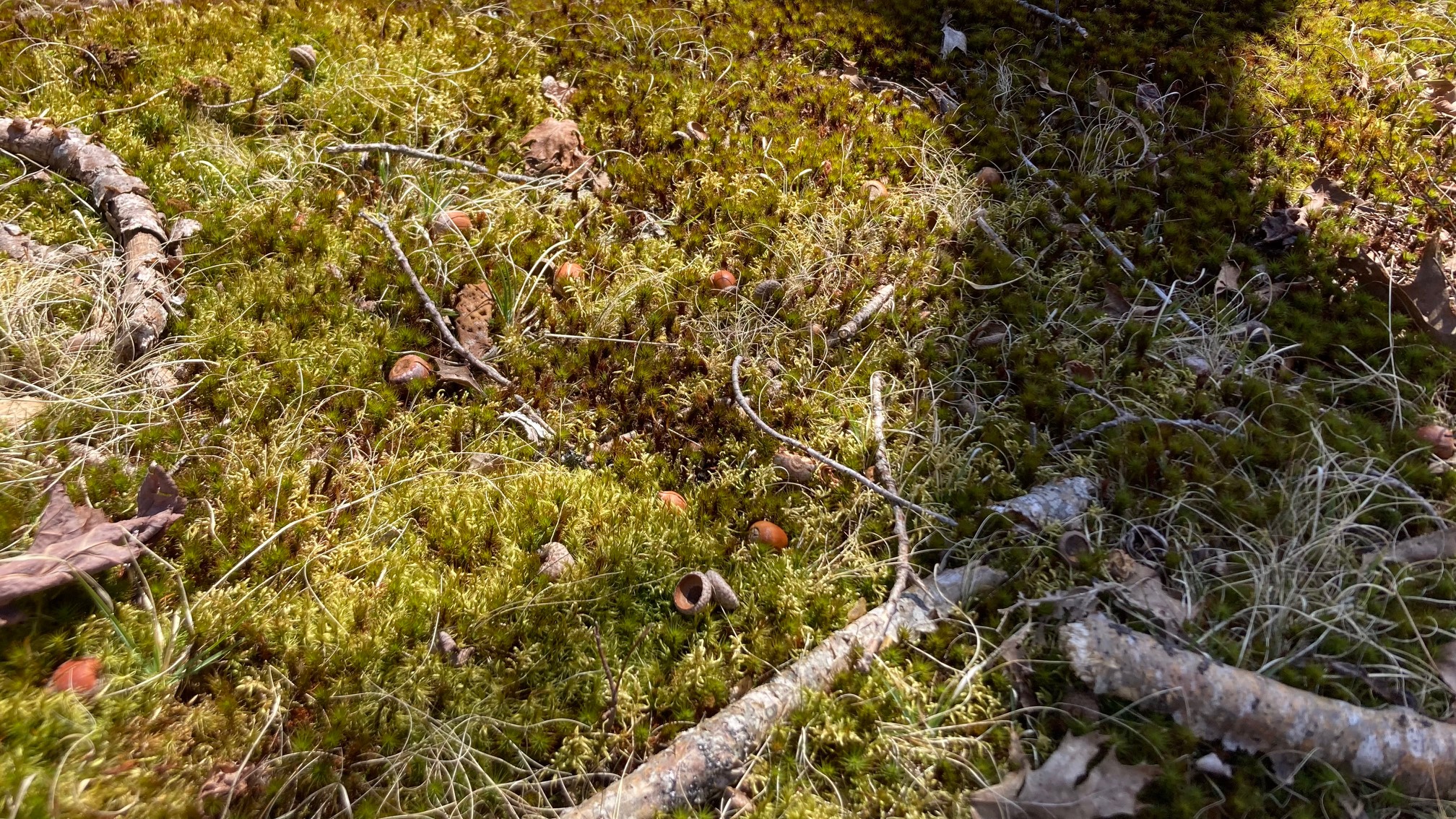 Tall moss that look like little trees