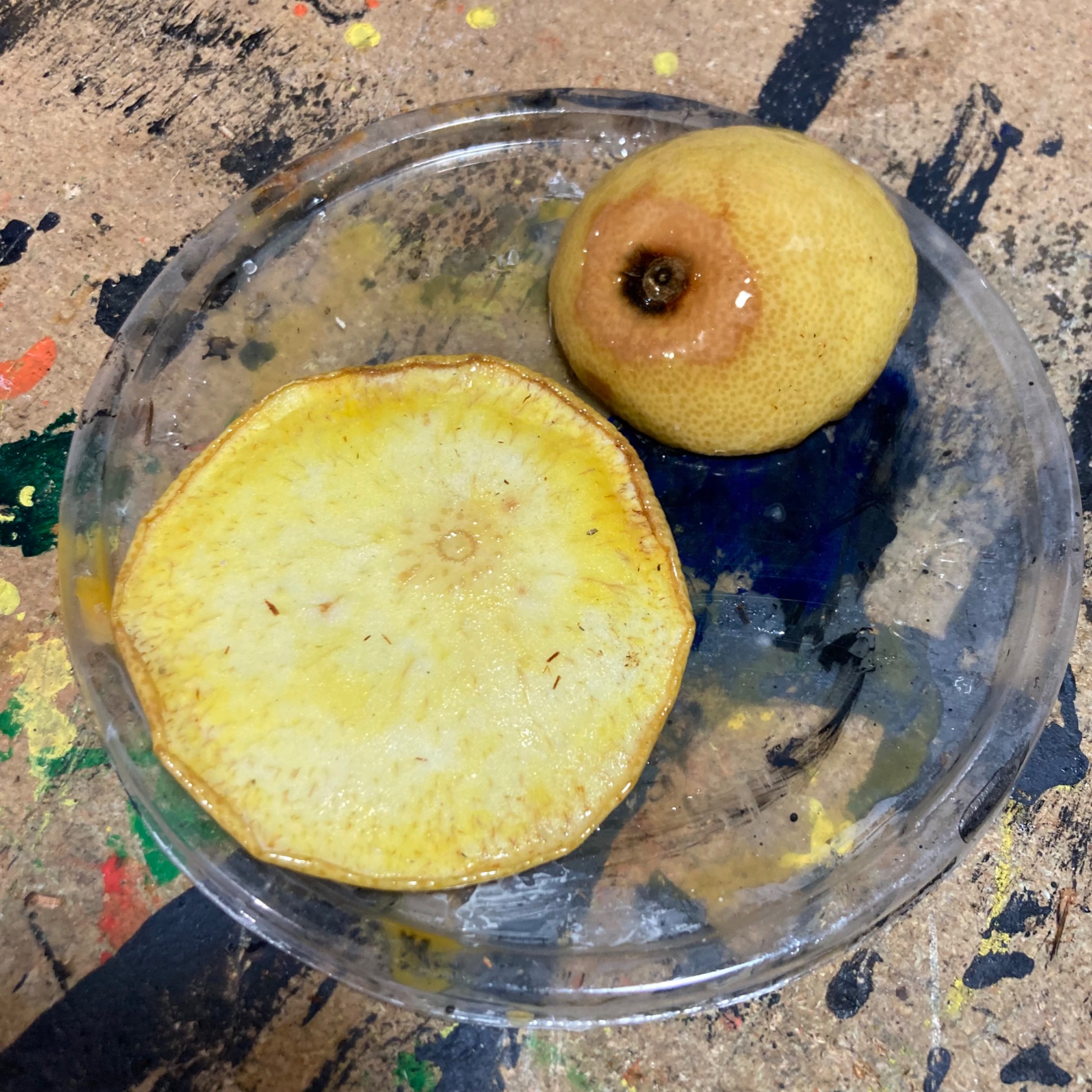 Epoxy test started! I put a thick-ish layer on the small pomelo piece and a probably too thin layer 