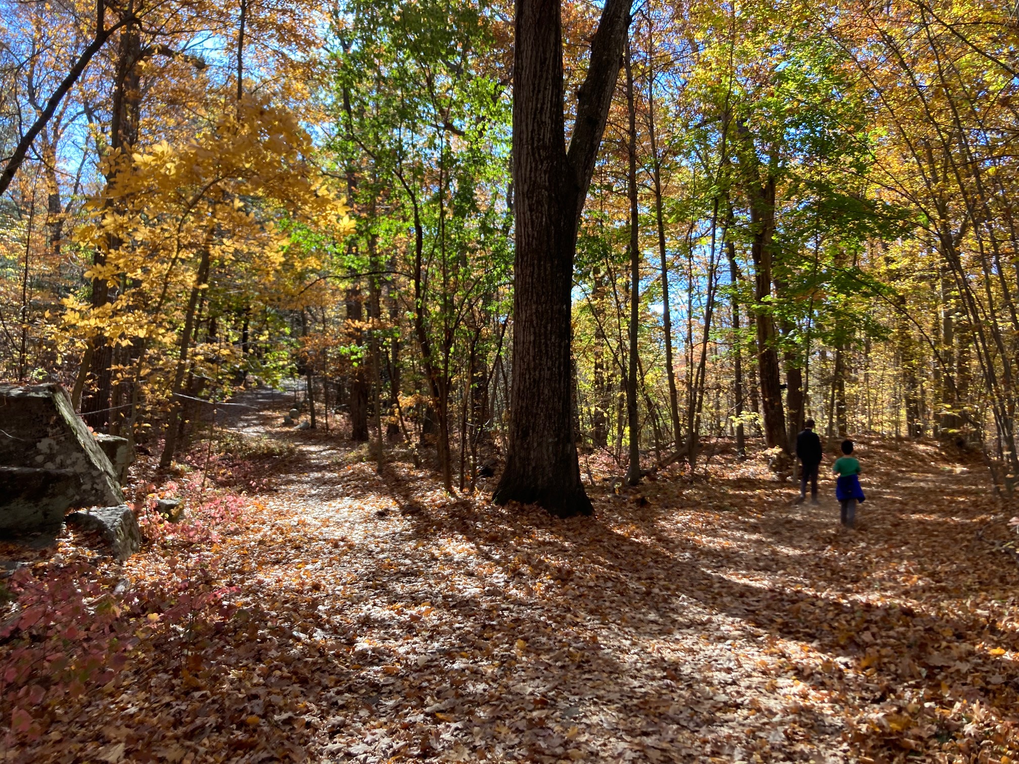 Forest with two paths in it