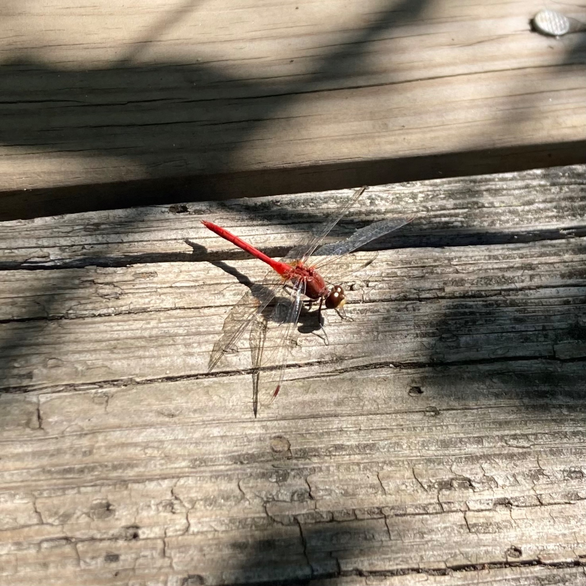 The red meadowhawk. Which is a dragonfly.