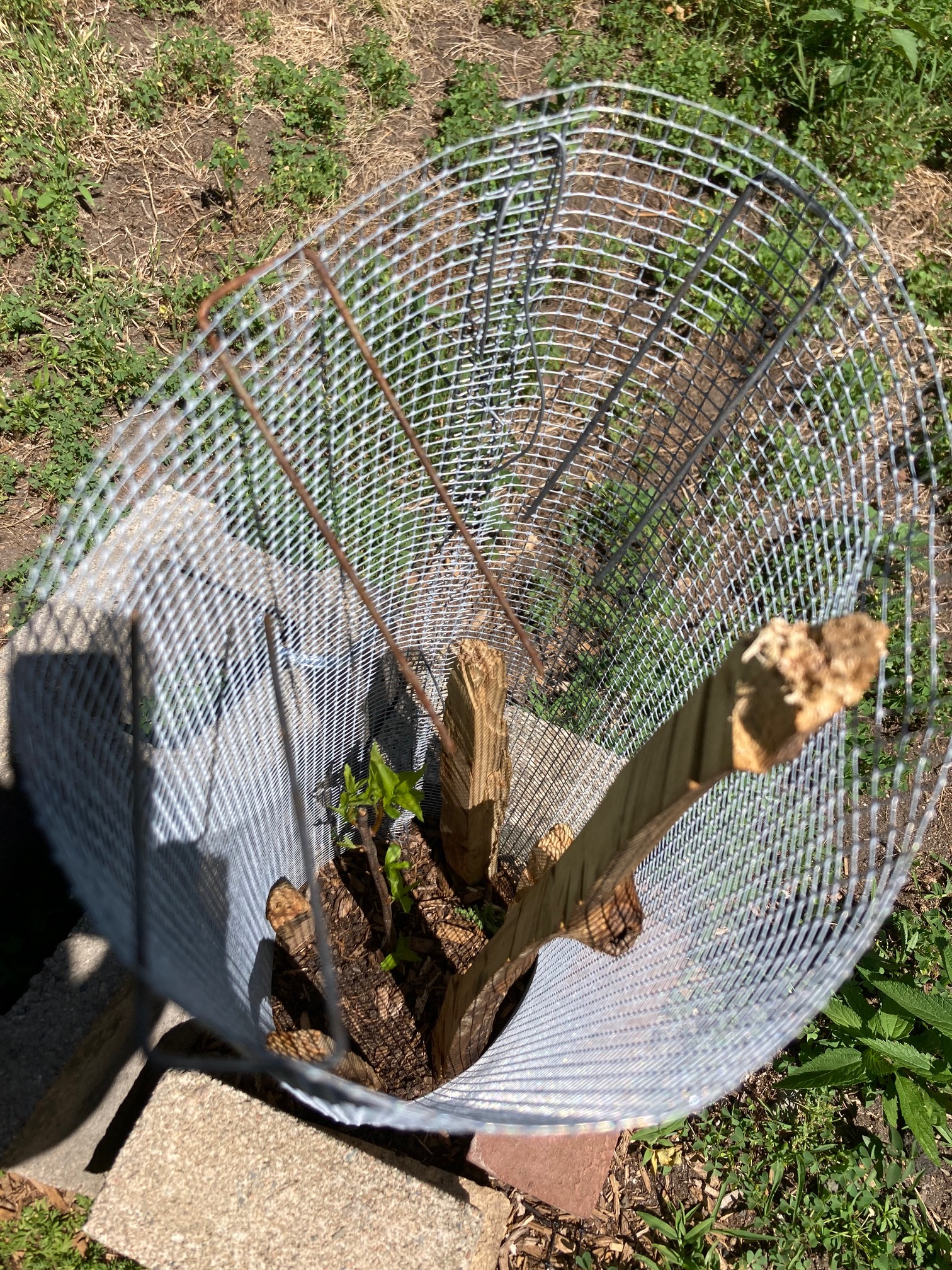 Stick with new leaves in wire cage