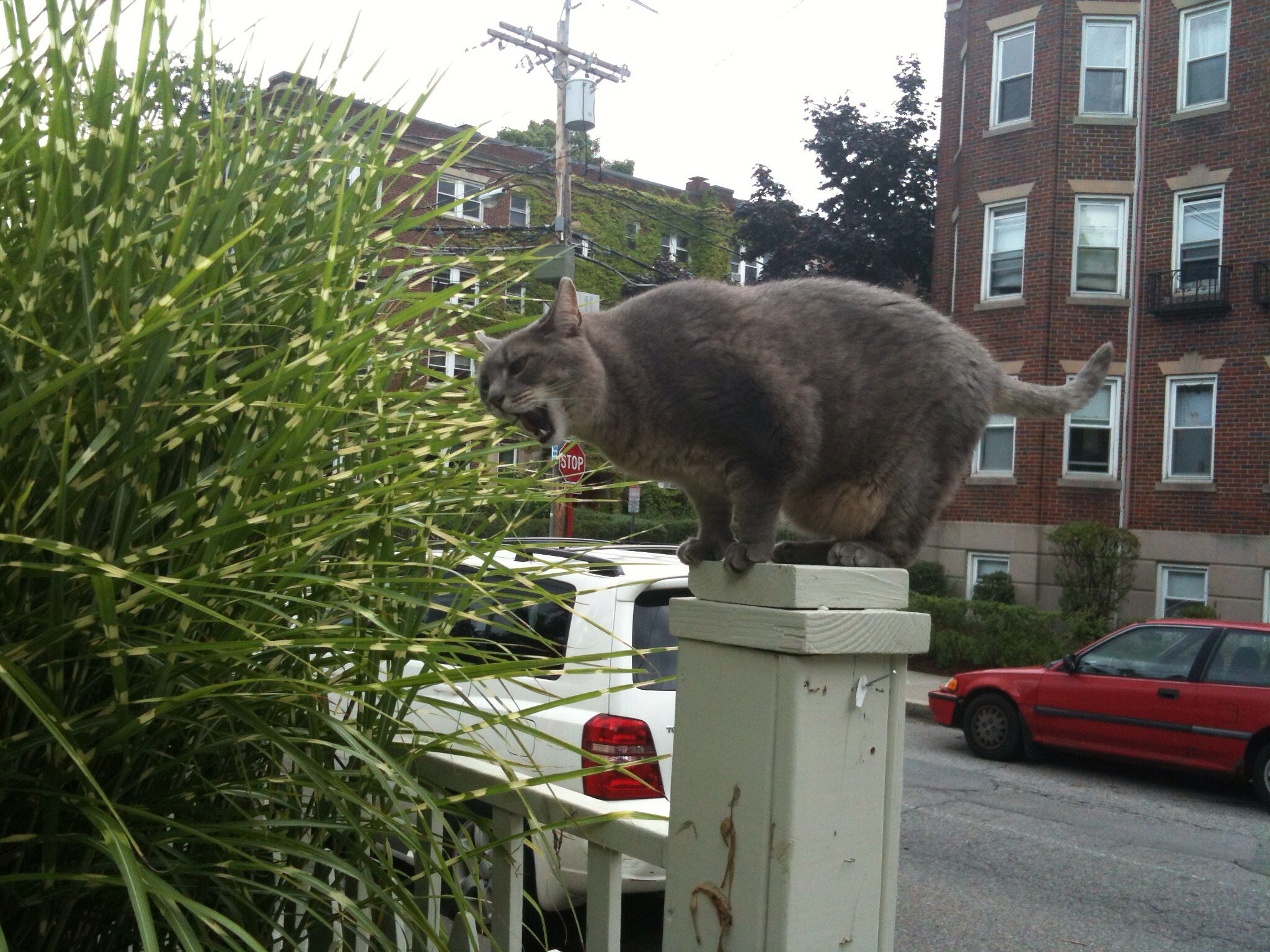 Here's a cool cat I was back in 2012. (He was actually kind of a jerk, but very cool-looking.)