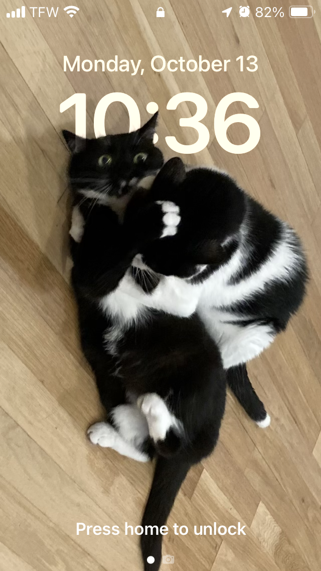Cat pinning another cat on phone lockscreen