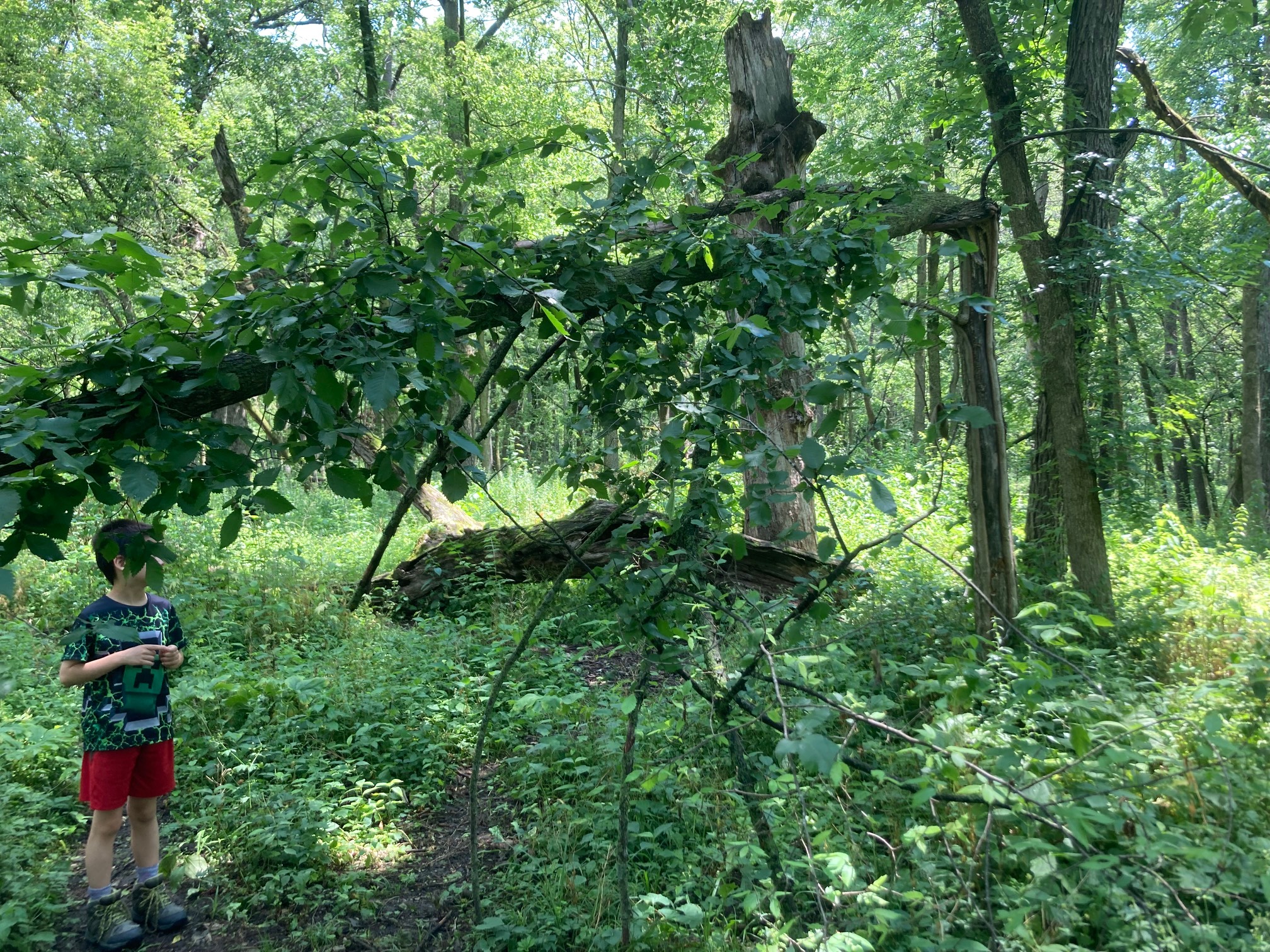 Tree that looks it snapped, but leaves grow on the part that you’d assume to be broken.