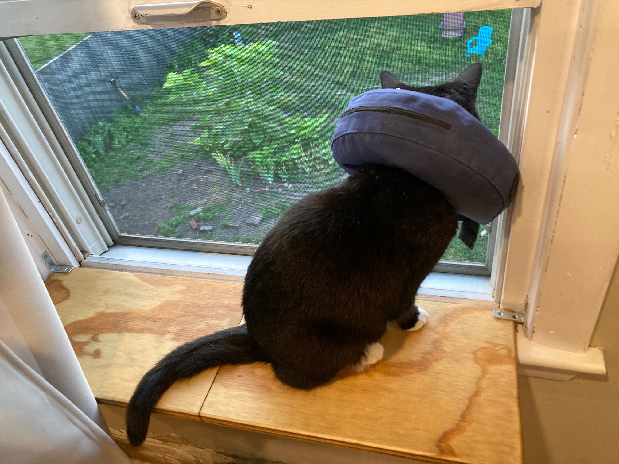 Cat wearing medical donut looking out window