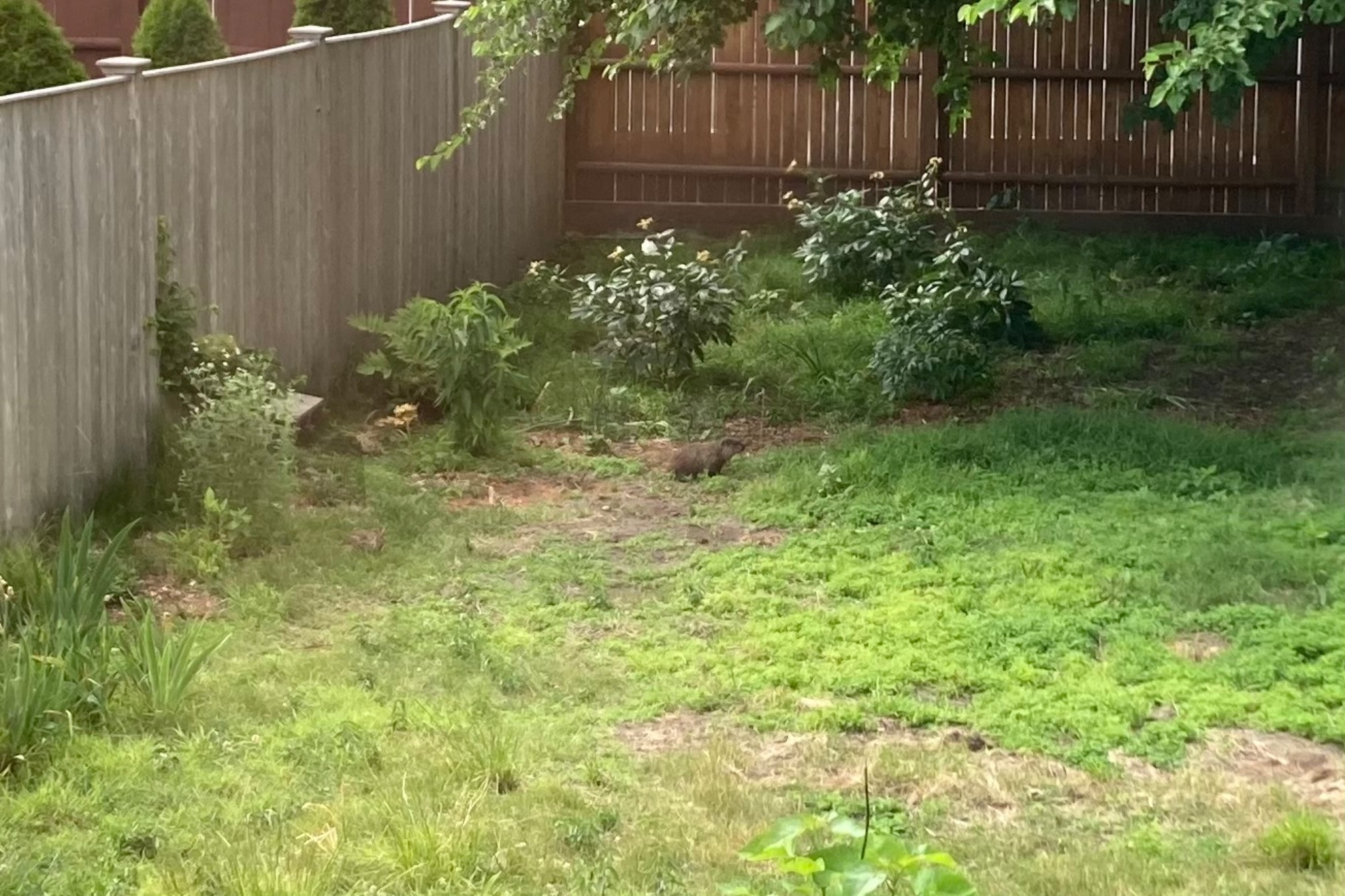 Groundhog in yard