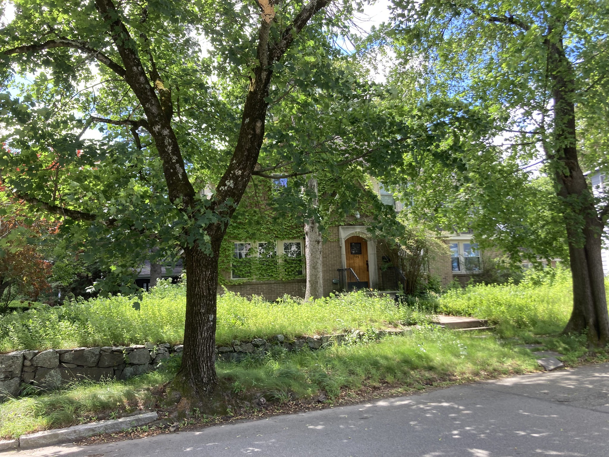 House with tall plants in lawn