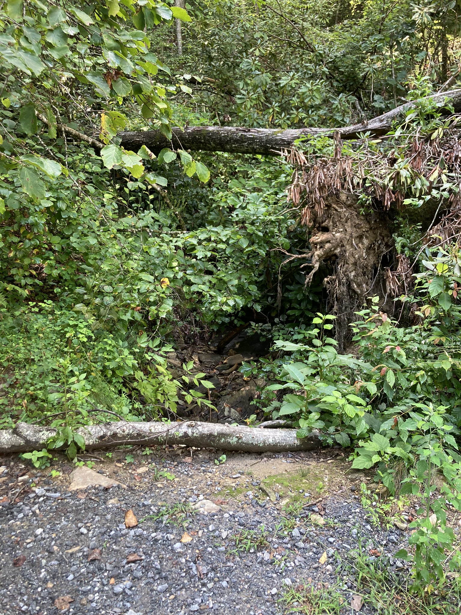Dark opening in tree wall
