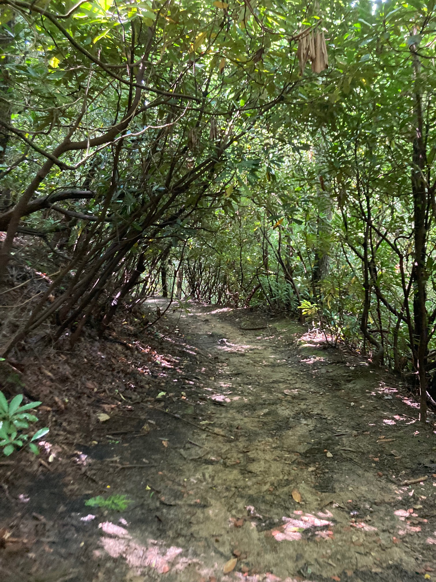 I’m a fan of these shady tree tunnel trails.