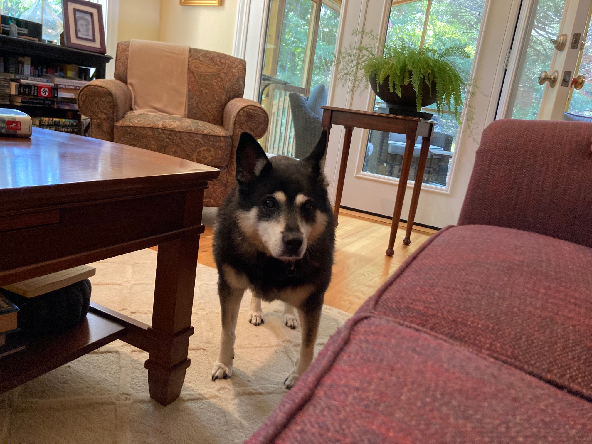 A dog appears!