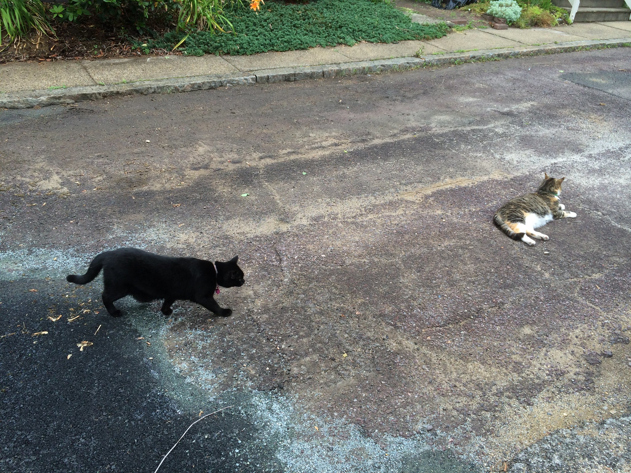 Two cats in street