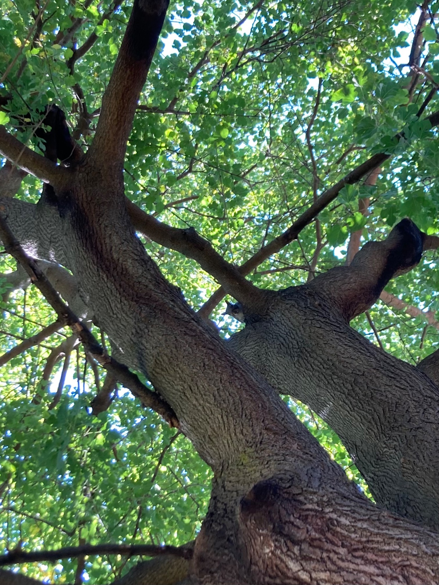 Squirrel looking down from tree