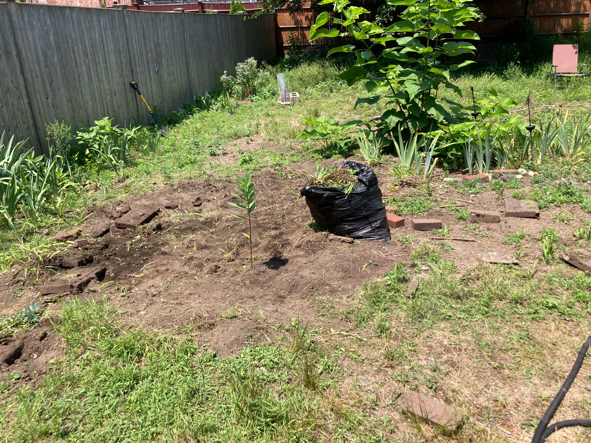 Yard with dirt in place of day lily patch